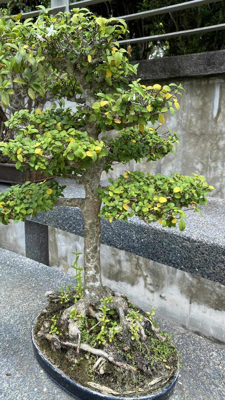 Tree, Chinese Sweet Plum, Leaf, Bonsai, Plants. Wallpaper in 750x1334 Resolution
