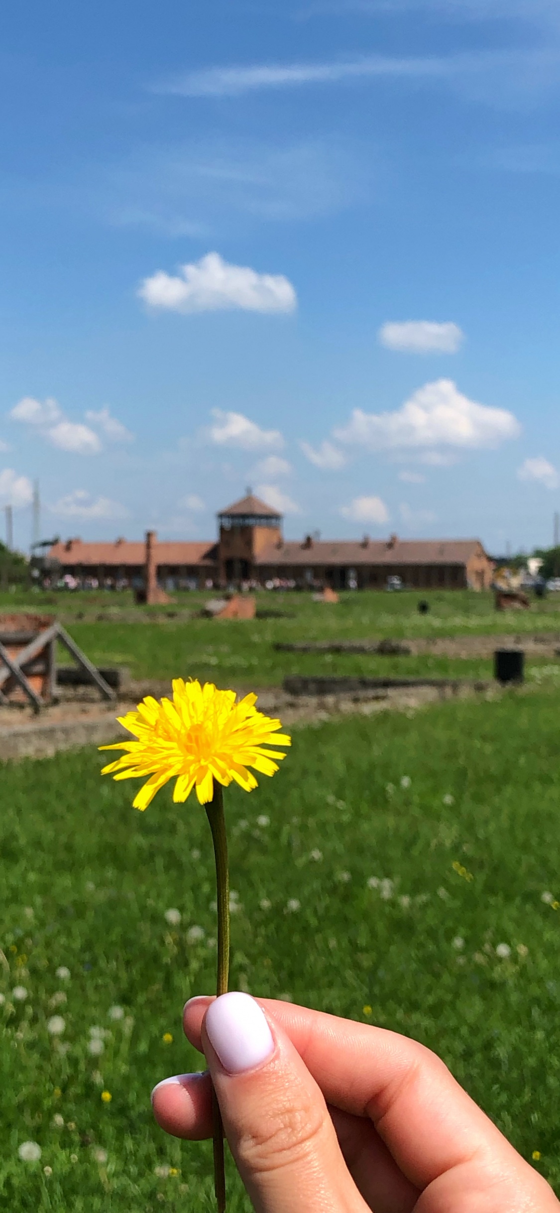 Pistola Espuma Poliuretano 025st, Physics, Daytime, Flower, Land Lot. Wallpaper in 1125x2436 Resolution