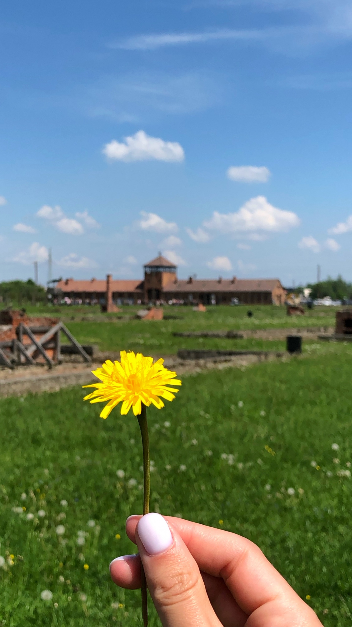 Pistola Espuma Poliuretano 025st, Physics, Daytime, Flower, Land Lot. Wallpaper in 1440x2560 Resolution