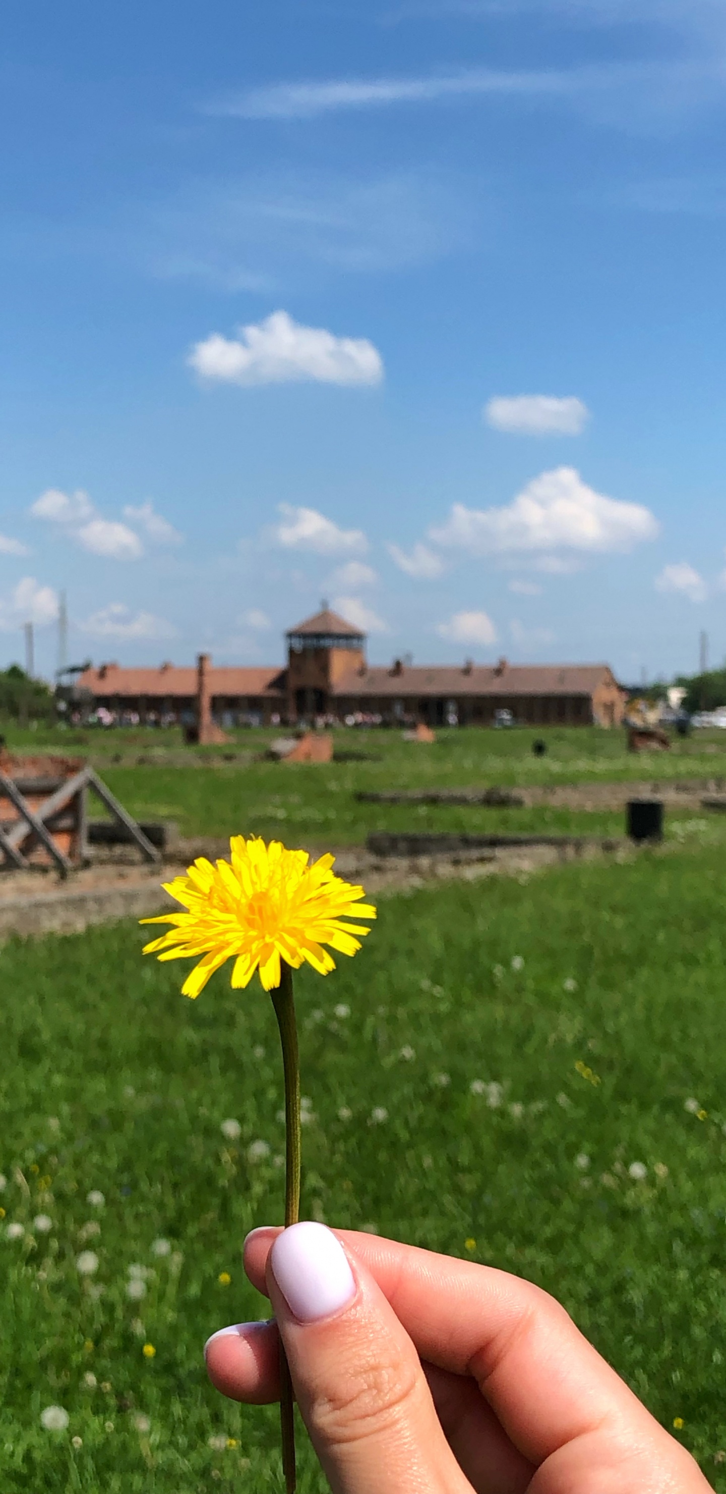 Pistola Espuma Poliuretano 025st, Physics, Daytime, Flower, Land Lot. Wallpaper in 1440x2960 Resolution