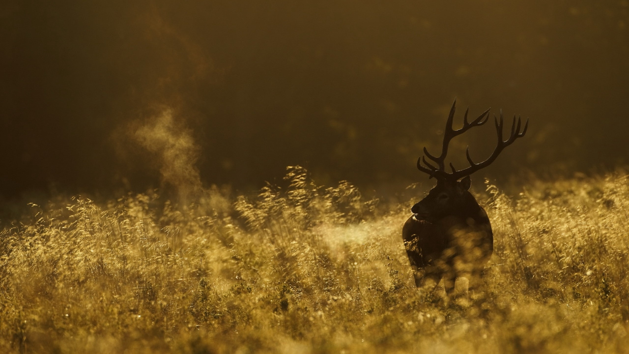 Black Deer on Yellow Grass Field. Wallpaper in 1280x720 Resolution