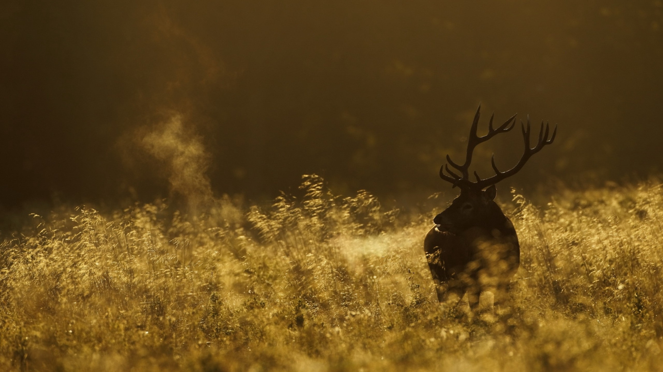 Black Deer on Yellow Grass Field. Wallpaper in 1366x768 Resolution