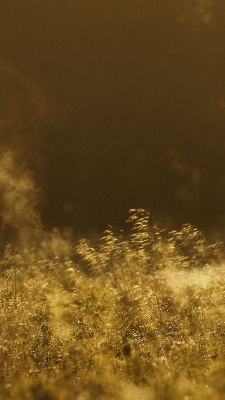 Black Deer on Yellow Grass Field. Wallpaper in 720x1280 Resolution