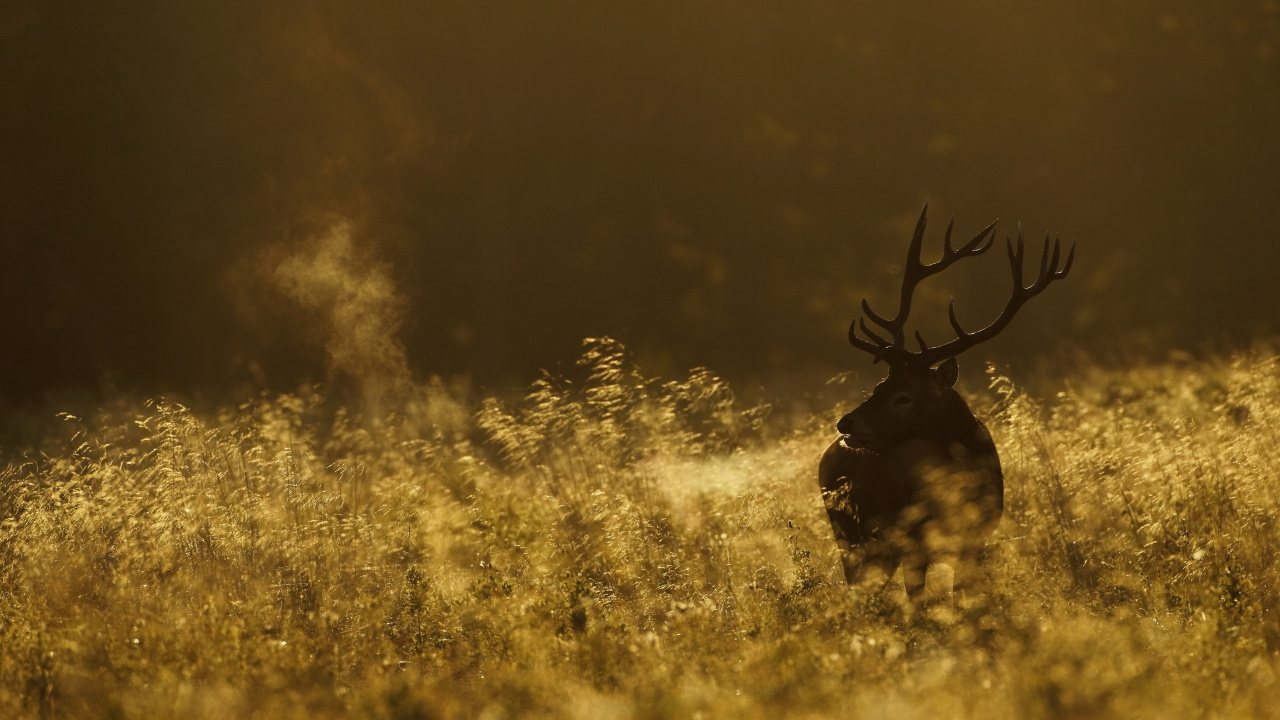 Cerf Noir Sur Champ D'herbe Jaune. Wallpaper in 1280x720 Resolution