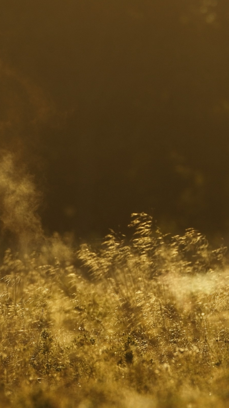 Cerf Noir Sur Champ D'herbe Jaune. Wallpaper in 750x1334 Resolution