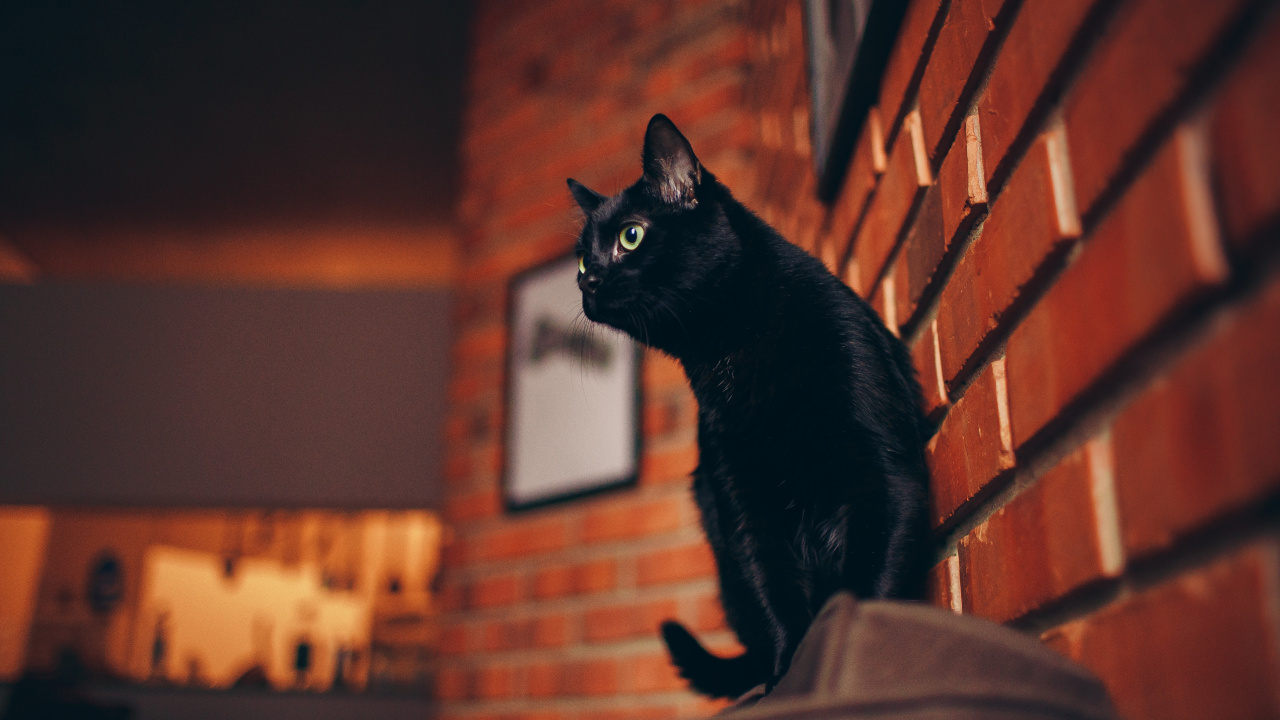 Black Cat, Bombay Cat, Kitten, Cats Protection, Breed. Wallpaper in 1280x720 Resolution