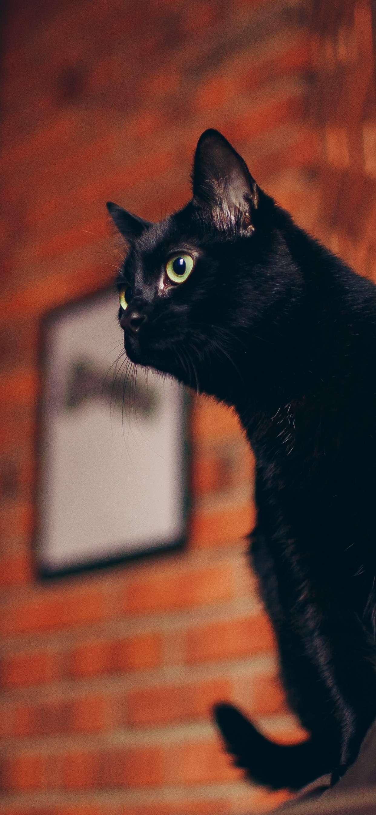 Gato Negro, Bombay Gato, Gatito, Protección Para Gatos, Cría. Wallpaper in 1242x2688 Resolution