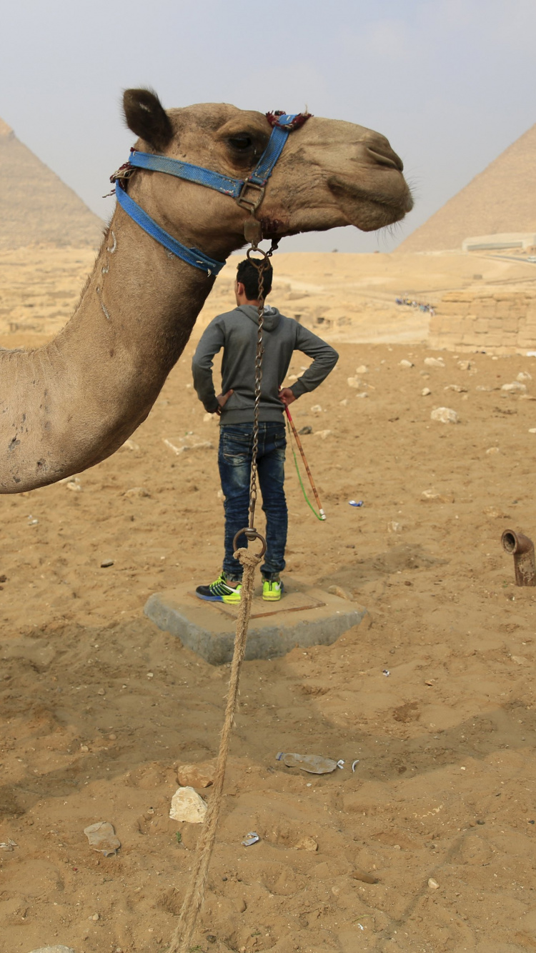 开罗, 旅游业, 阿拉伯骆驼, 沙, Al Arabiya 壁纸 750x1334 允许