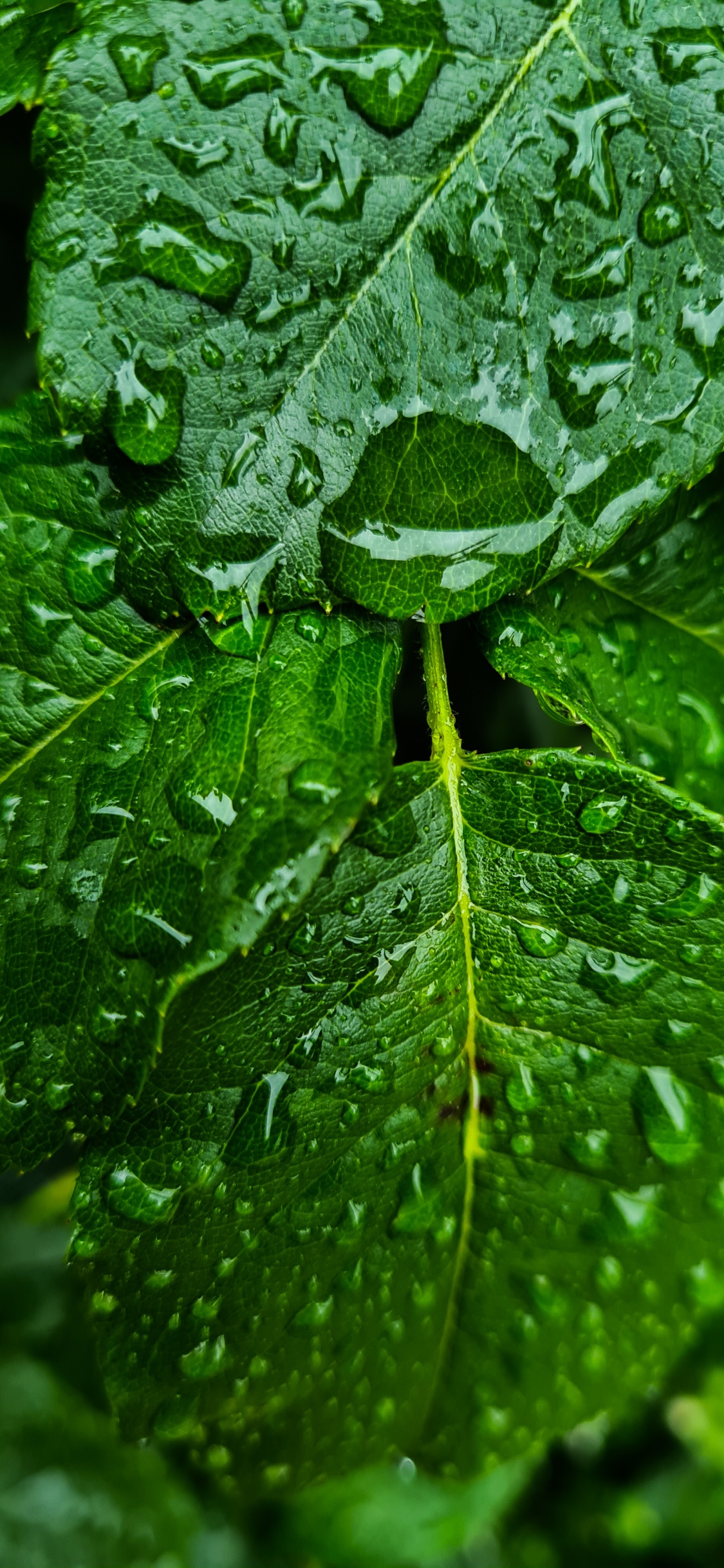 Leaf, Leaf Vegetable, Spring Greens, Water, Botany. Wallpaper in 1125x2436 Resolution