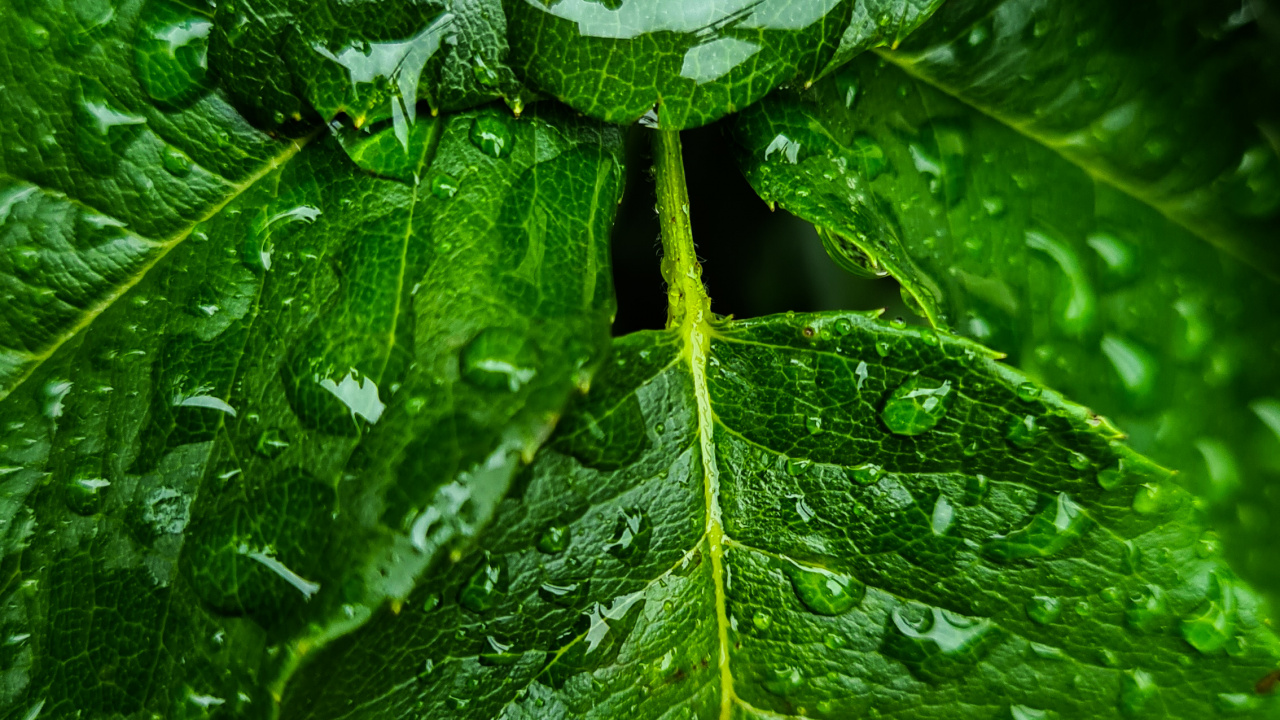 Leaf, Leaf Vegetable, Spring Greens, Water, Botany. Wallpaper in 1280x720 Resolution