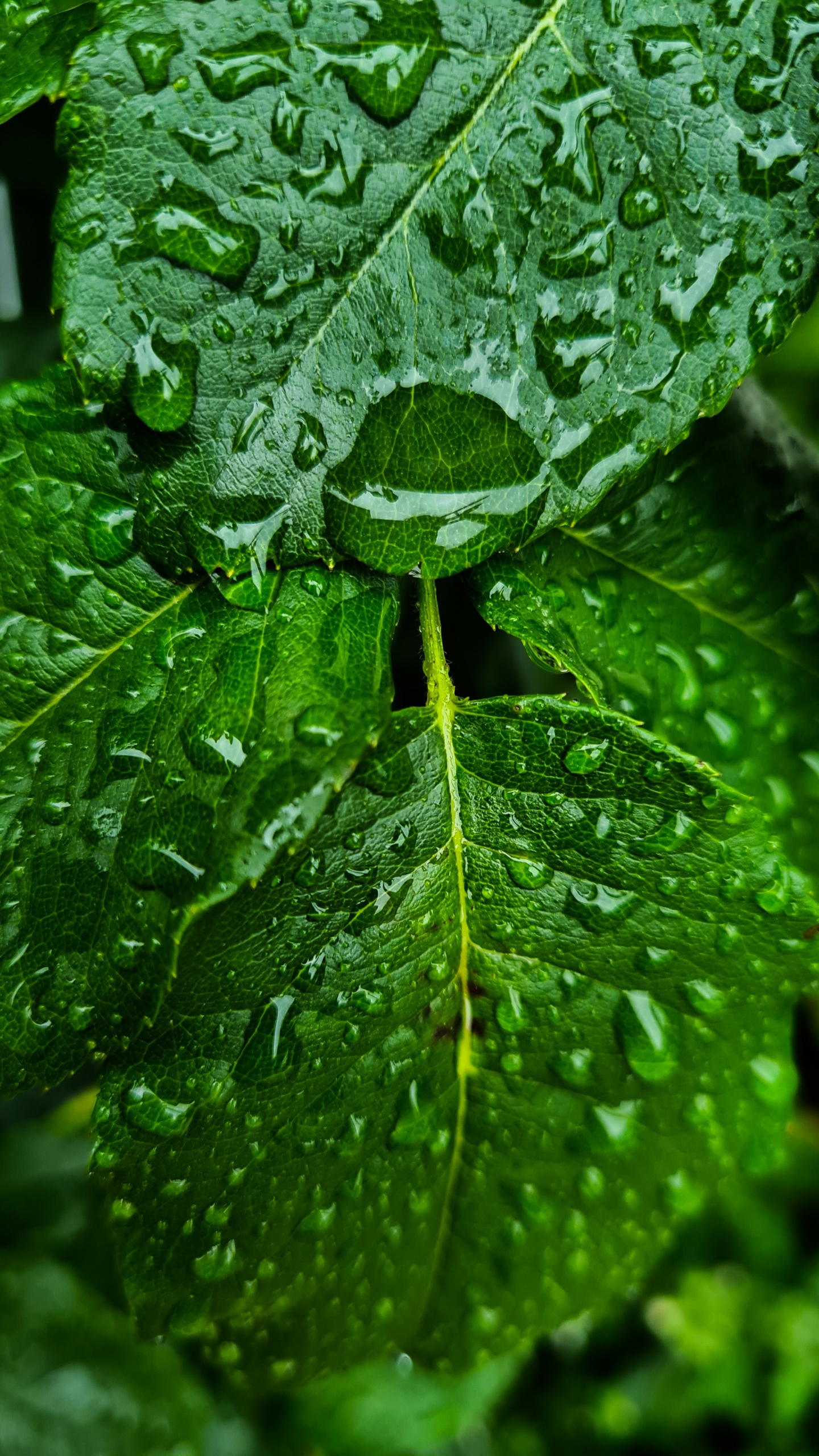 Leaf, Leaf Vegetable, Spring Greens, Water, Botany. Wallpaper in 1440x2560 Resolution