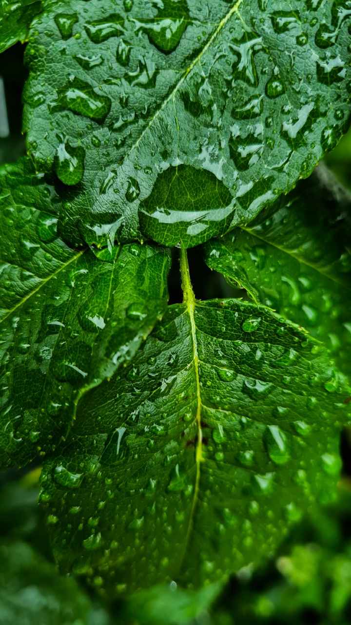 Leaf, Leaf Vegetable, Spring Greens, Water, Botany. Wallpaper in 720x1280 Resolution