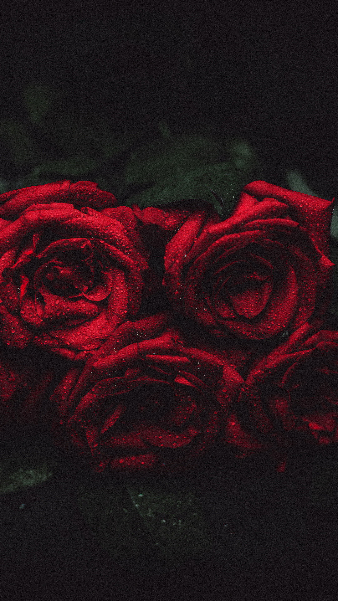 Rose, Garden Roses, Flower, Plant, Petal. Wallpaper in 1080x1920 Resolution