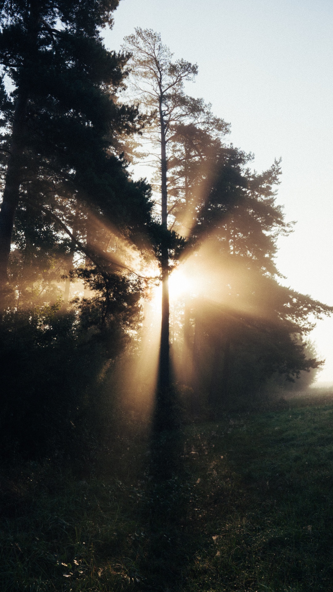 Naturaleza, la Luz Del Sol, Luz, Mañana, Entorno Natural. Wallpaper in 1080x1920 Resolution