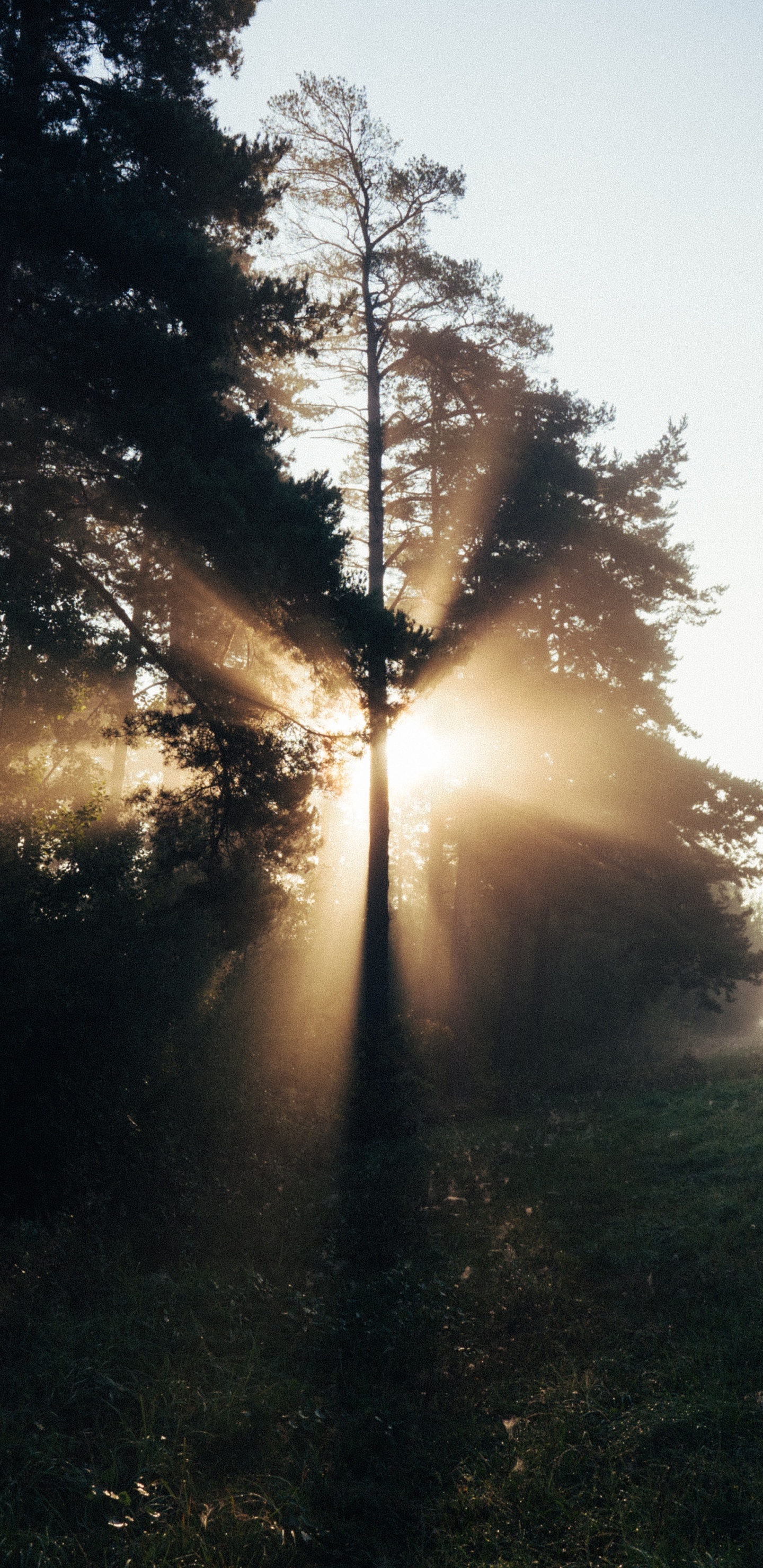 Nature, Lumière, Matin, Environnement Naturel, Paysage Naturel. Wallpaper in 1440x2960 Resolution