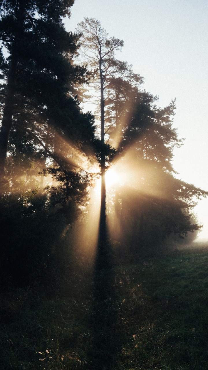 Baum, Natur, Sonnenlicht, Licht, Morgen. Wallpaper in 720x1280 Resolution