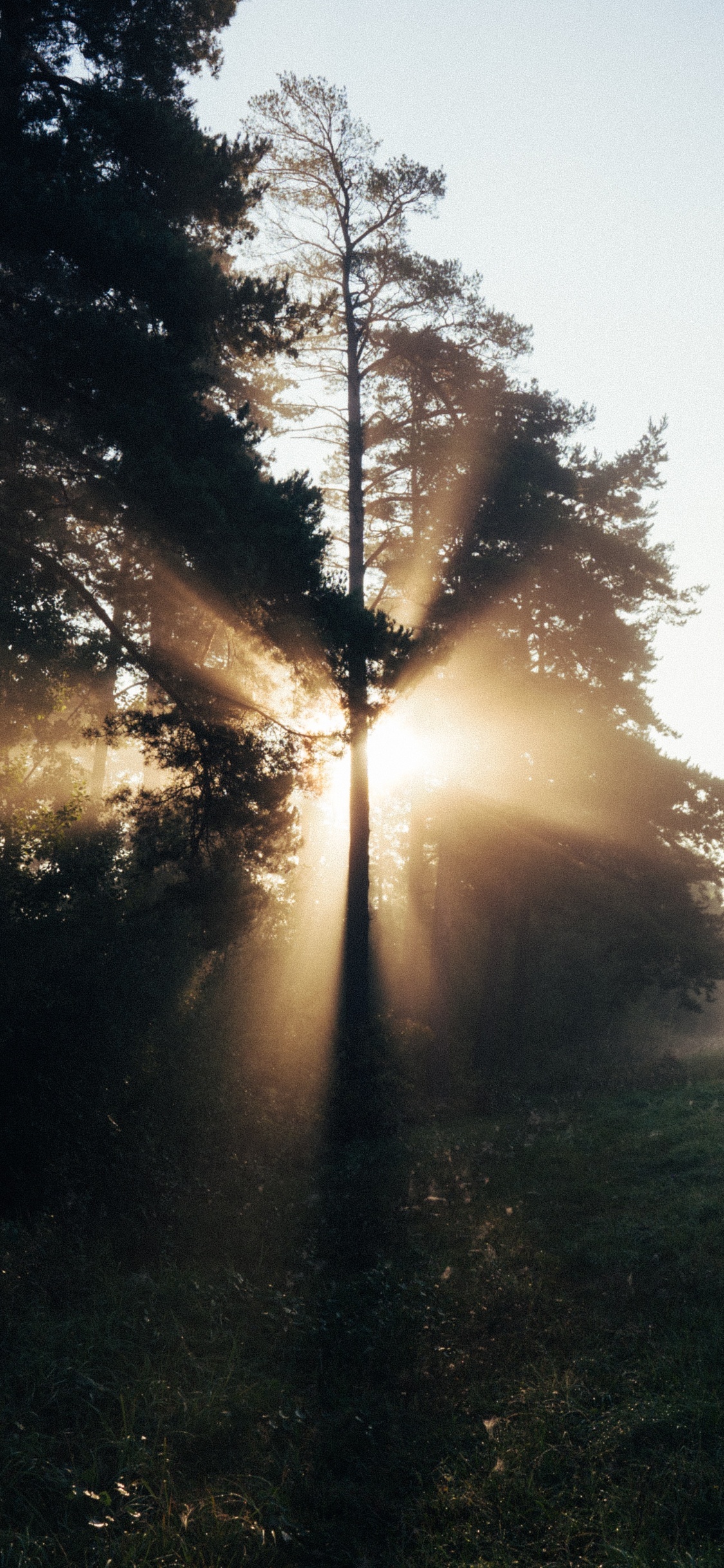 Tree, Nature, Sunlight, Light, Morning. Wallpaper in 1125x2436 Resolution