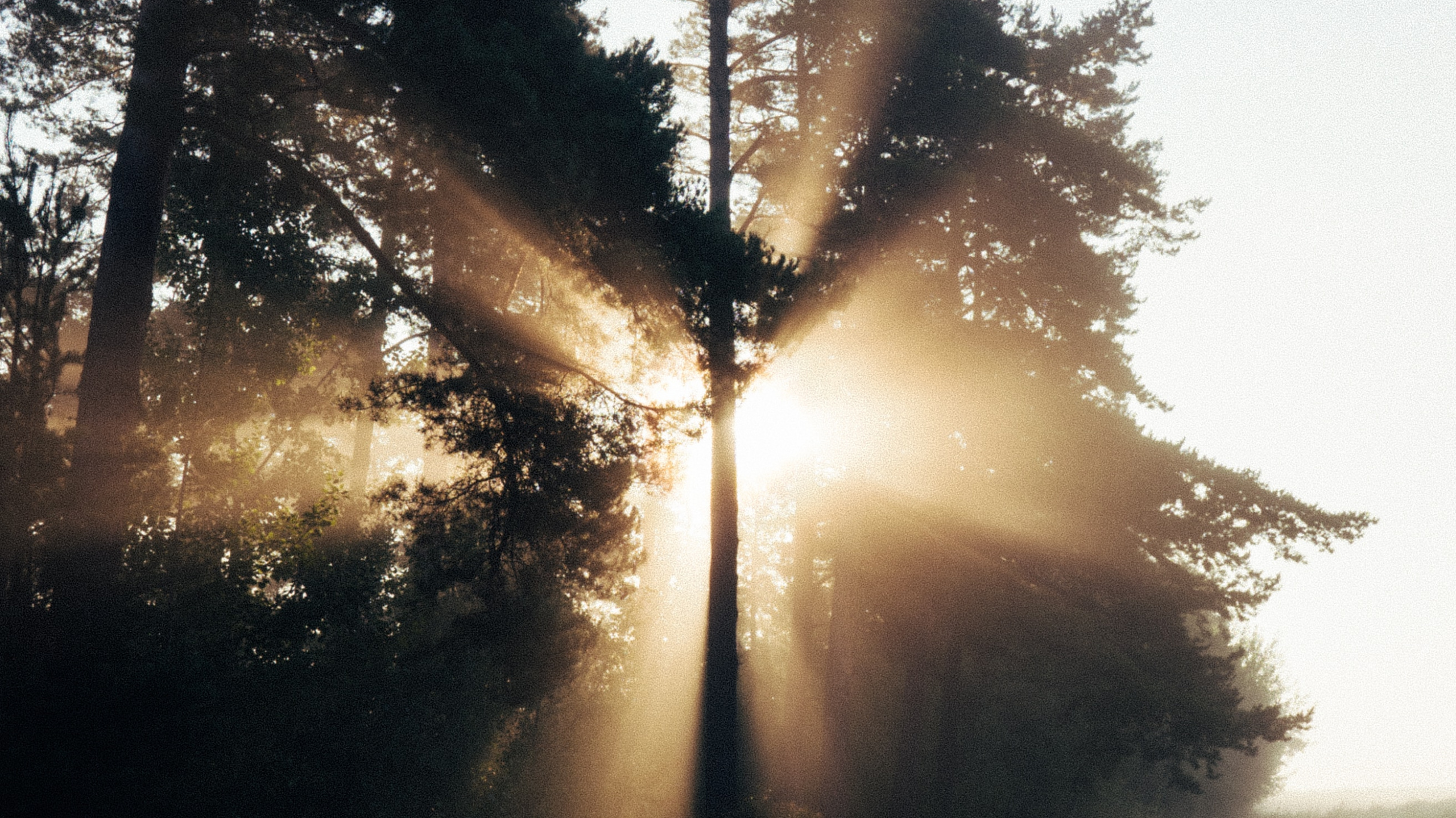 Tree, Nature, Sunlight, Light, Morning. Wallpaper in 2560x1440 Resolution