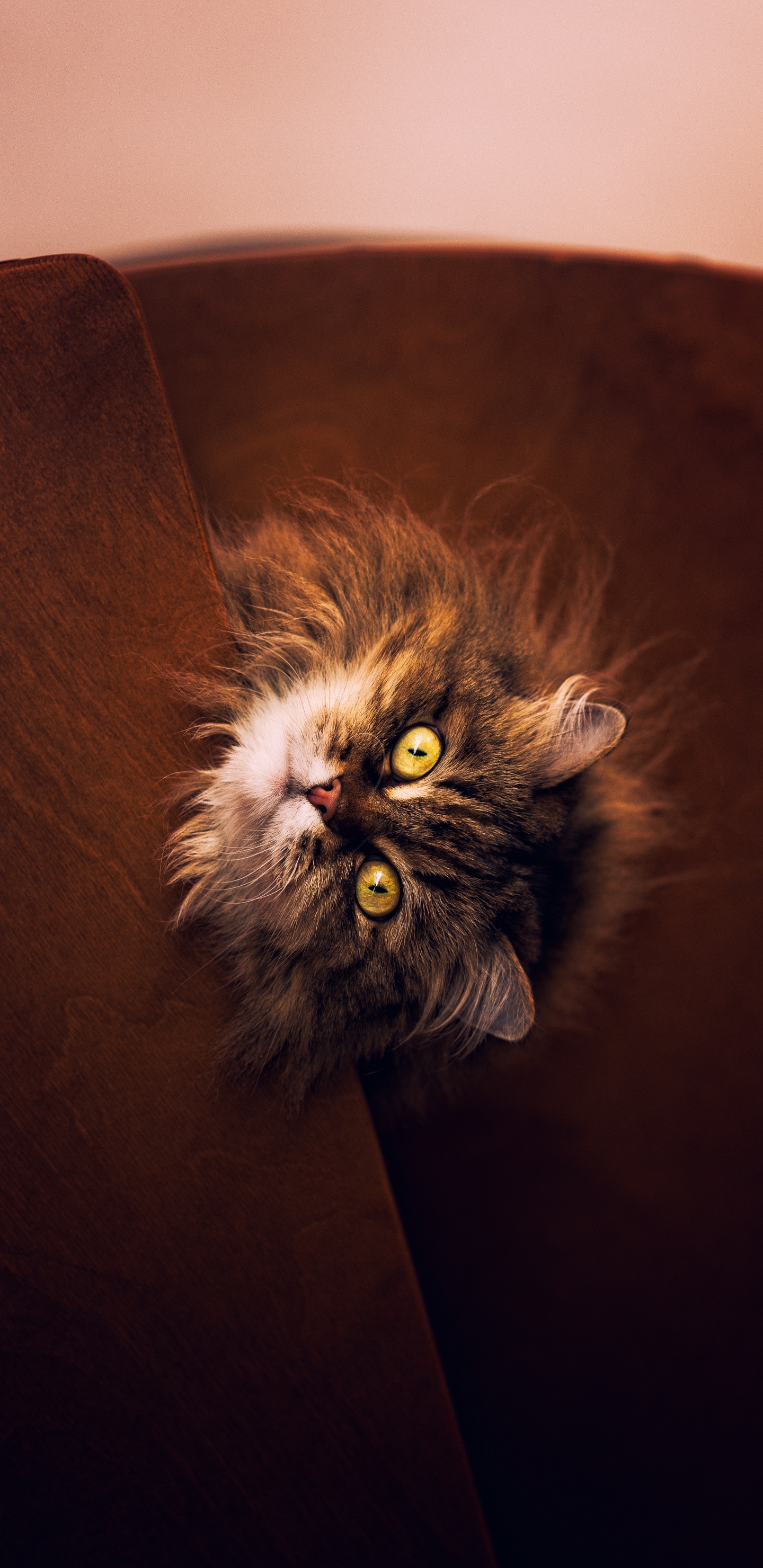 Chat à Fourrure Longue Marron et Noir Sur Canapé Marron. Wallpaper in 1440x2960 Resolution