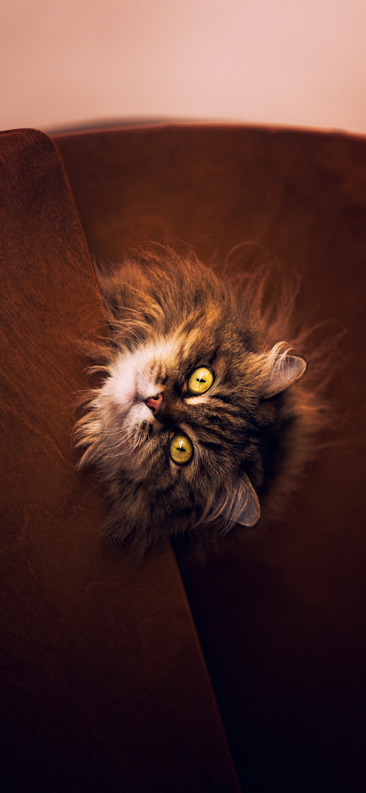 Gato de Pelo Largo Marrón y Negro en el Sofá Marrón. Wallpaper in 1242x2688 Resolution