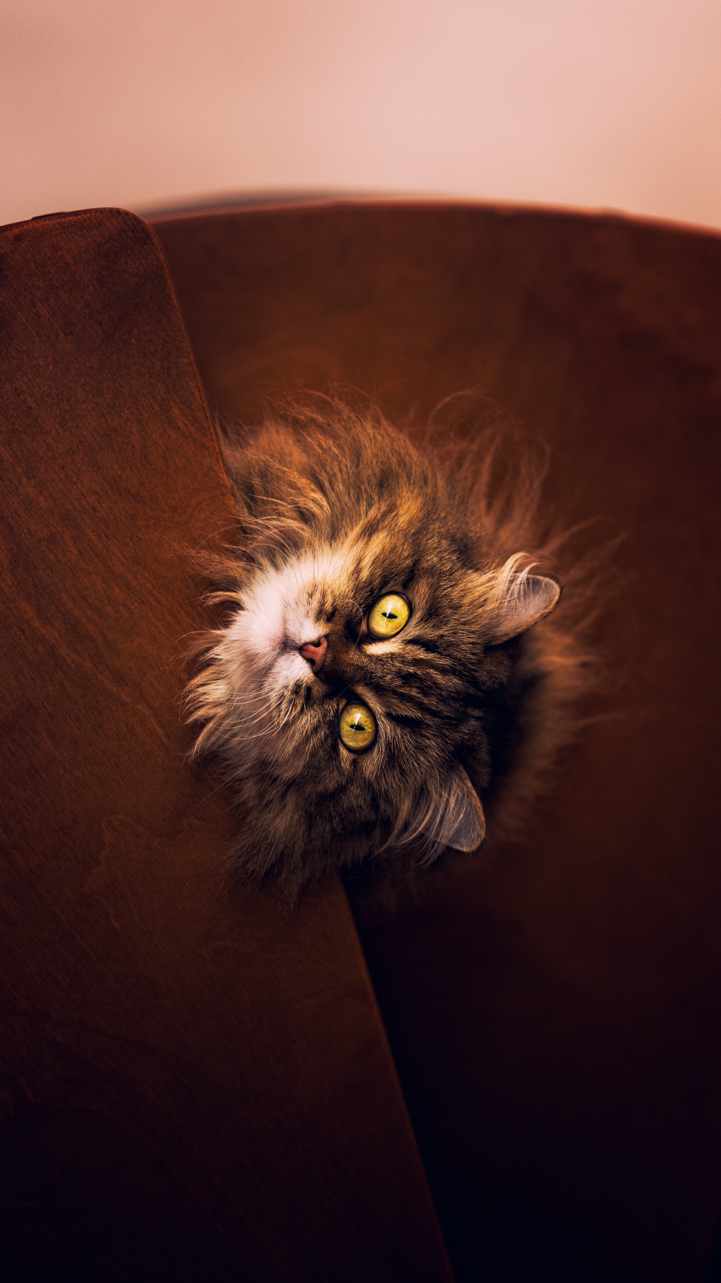 Gato de Pelo Largo Marrón y Negro en el Sofá Marrón. Wallpaper in 1440x2560 Resolution