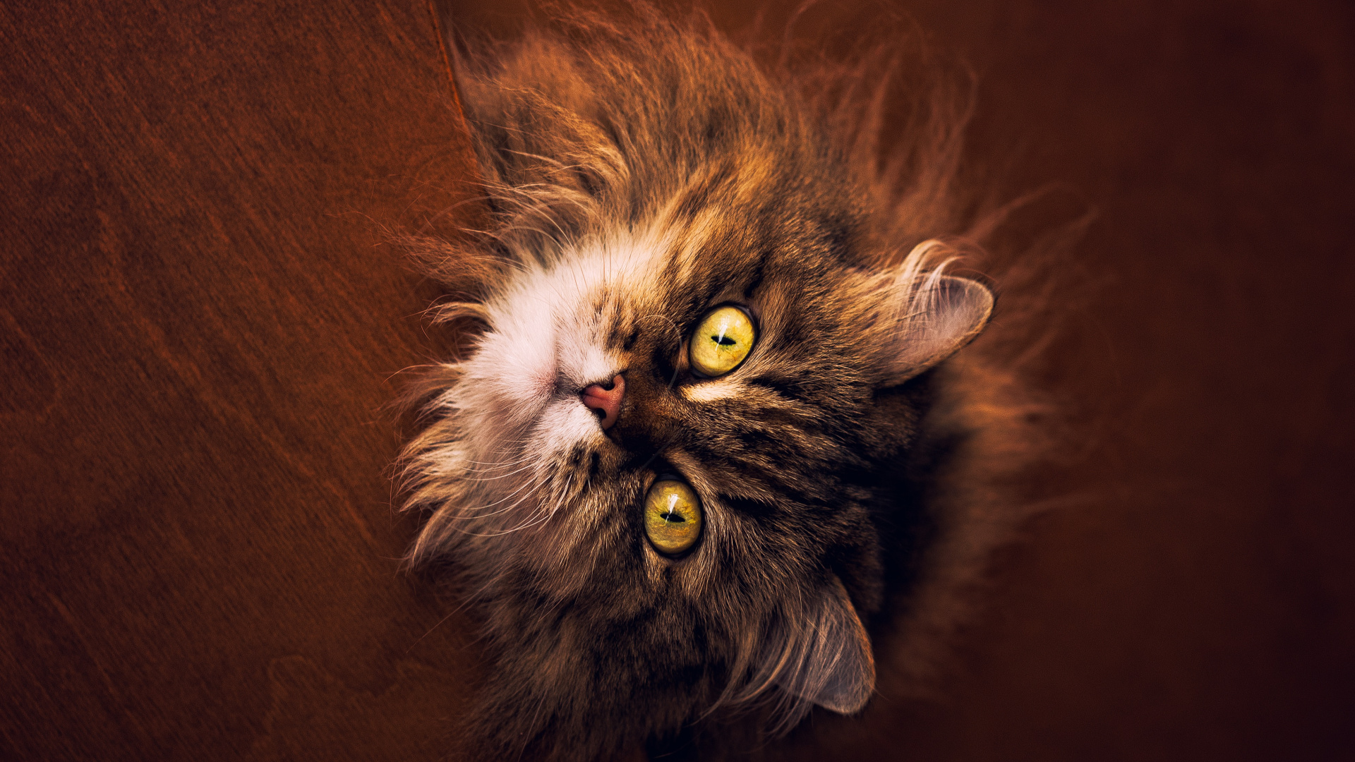 Gato de Pelo Largo Marrón y Negro en el Sofá Marrón. Wallpaper in 1920x1080 Resolution