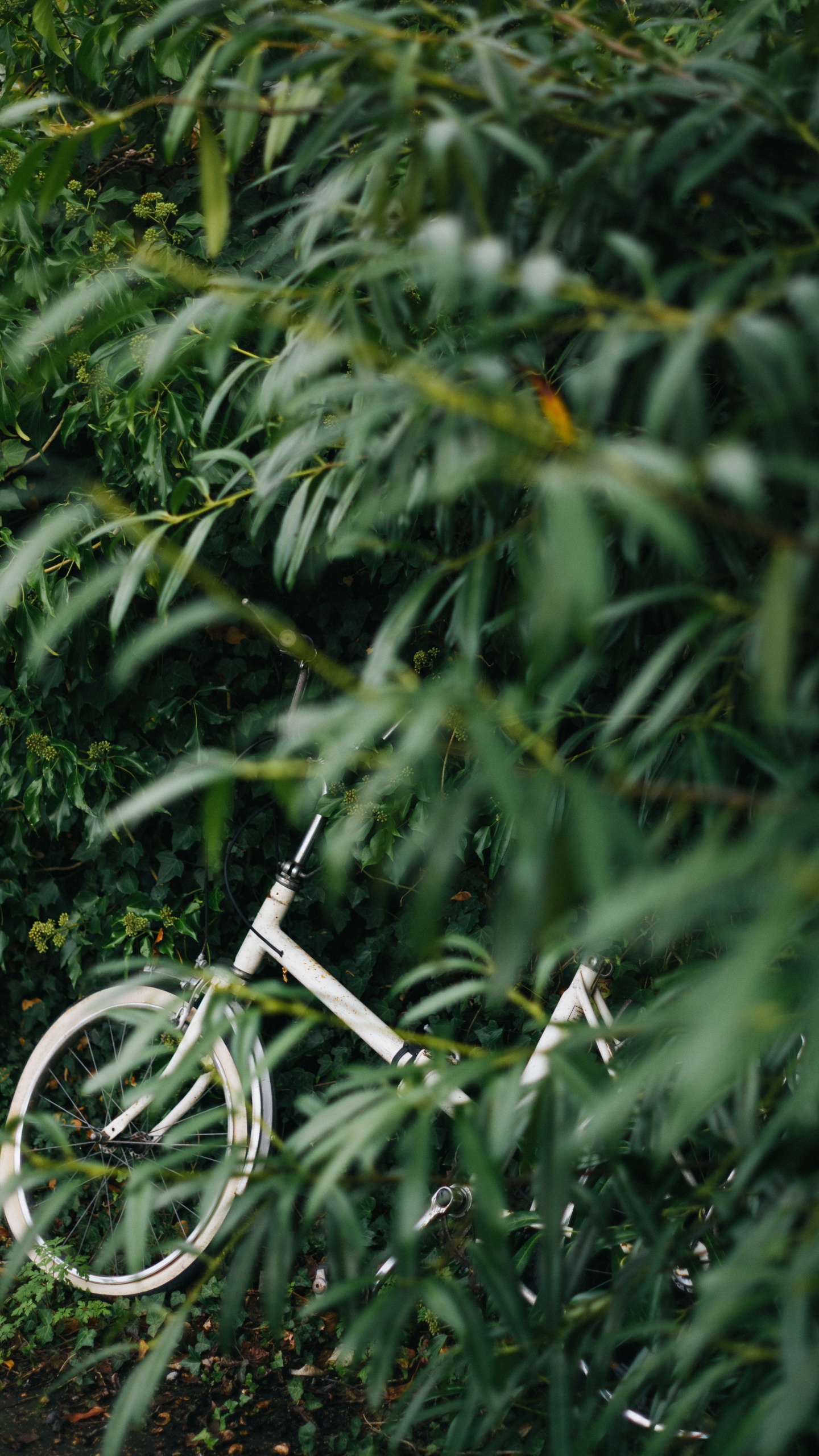 Weißes Fahrrad Auf Grünen Pflanzen Tagsüber. Wallpaper in 1440x2560 Resolution