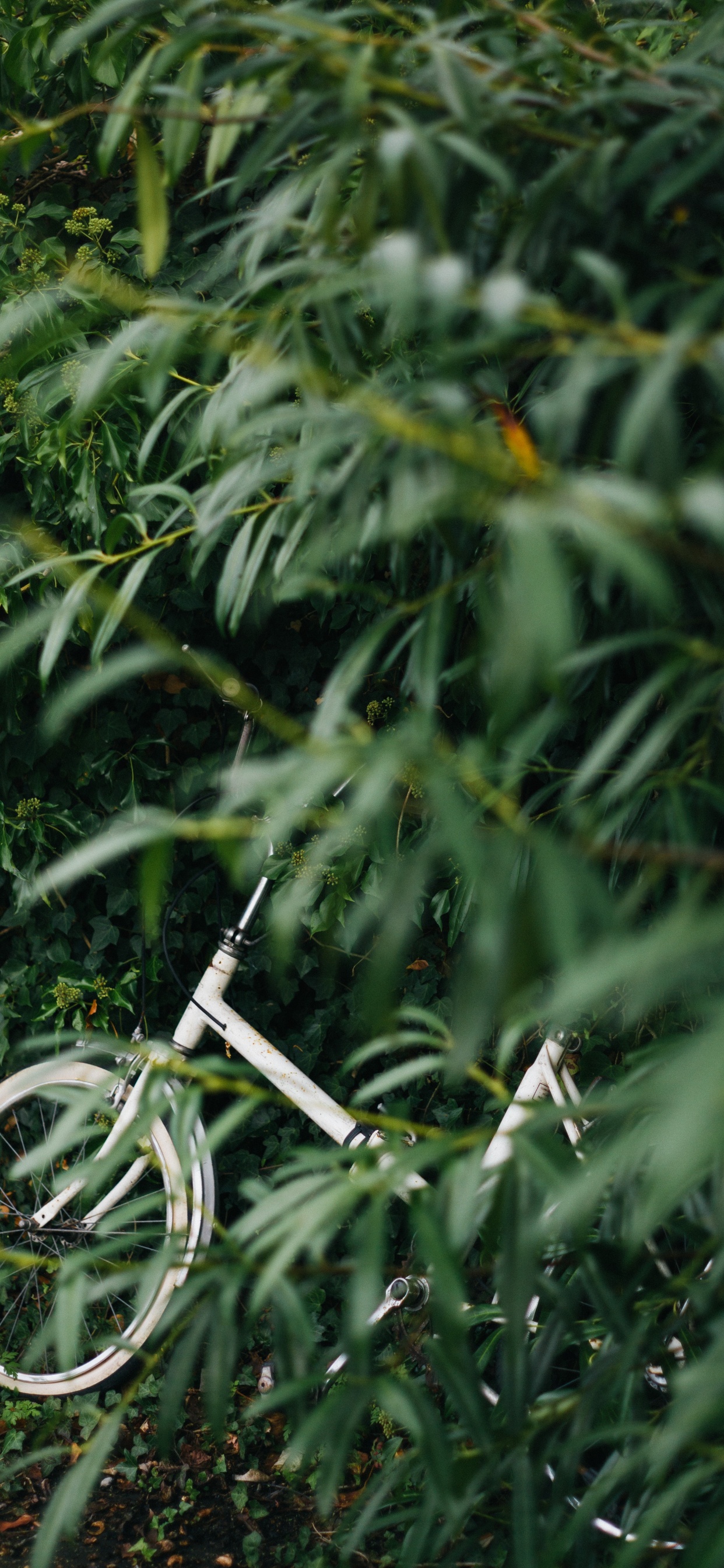 White Bicycle on Green Plants During Daytime. Wallpaper in 1242x2688 Resolution