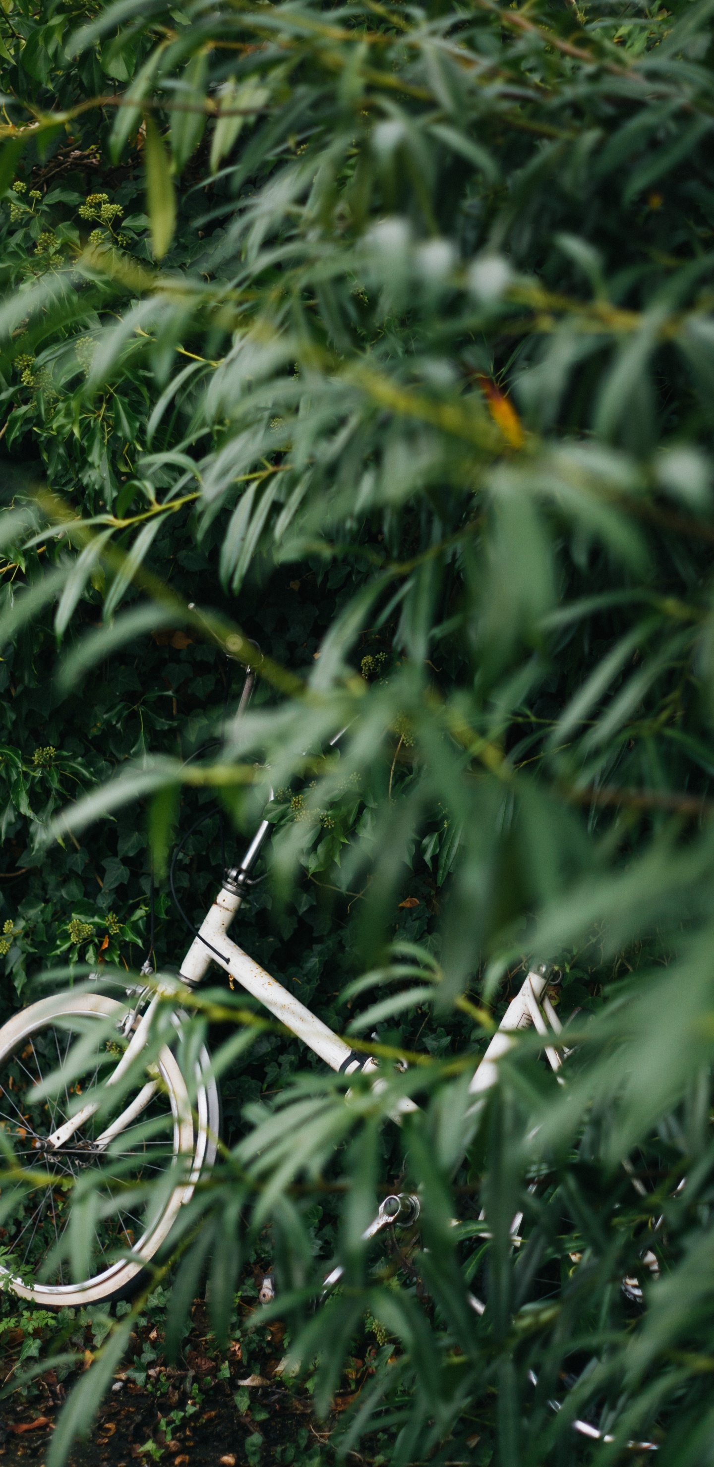 White Bicycle on Green Plants During Daytime. Wallpaper in 1440x2960 Resolution