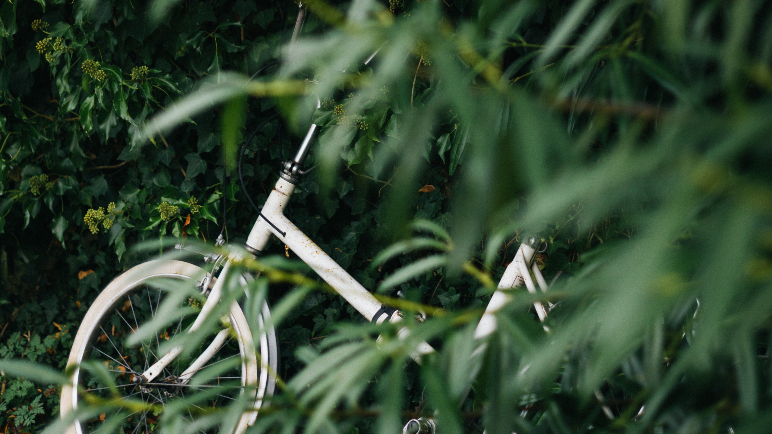 Vélo Blanc Sur Les Plantes Vertes Pendant la Journée. Wallpaper in 2560x1440 Resolution