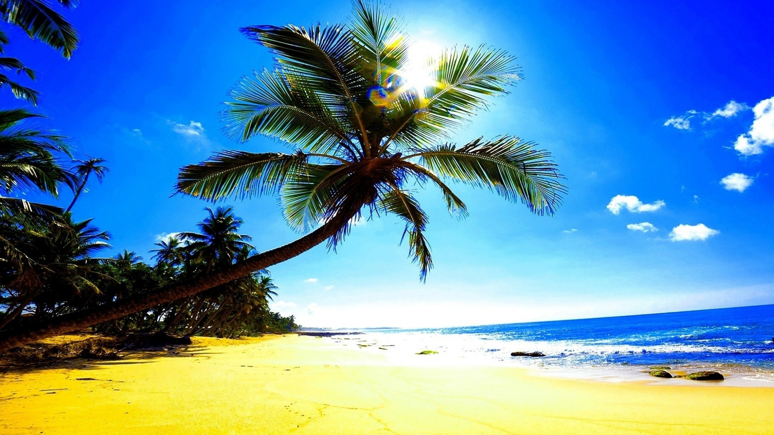 Palm Tree on Beach Shore During Daytime. Wallpaper in 2560x1440 Resolution