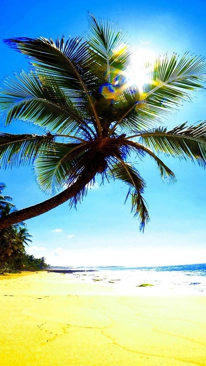 Palmera en la Orilla de la Playa Durante el Día. Wallpaper in 720x1280 Resolution