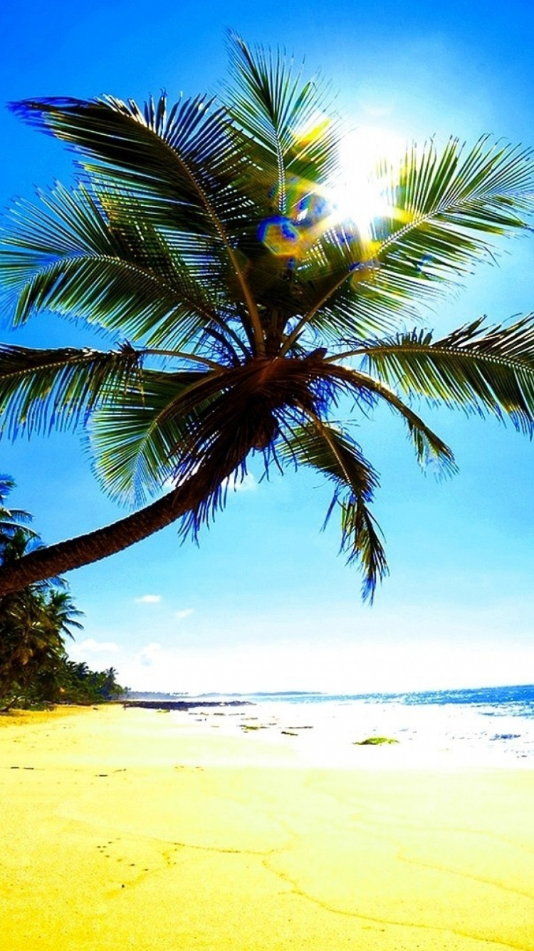 Palmera en la Orilla de la Playa Durante el Día. Wallpaper in 750x1334 Resolution