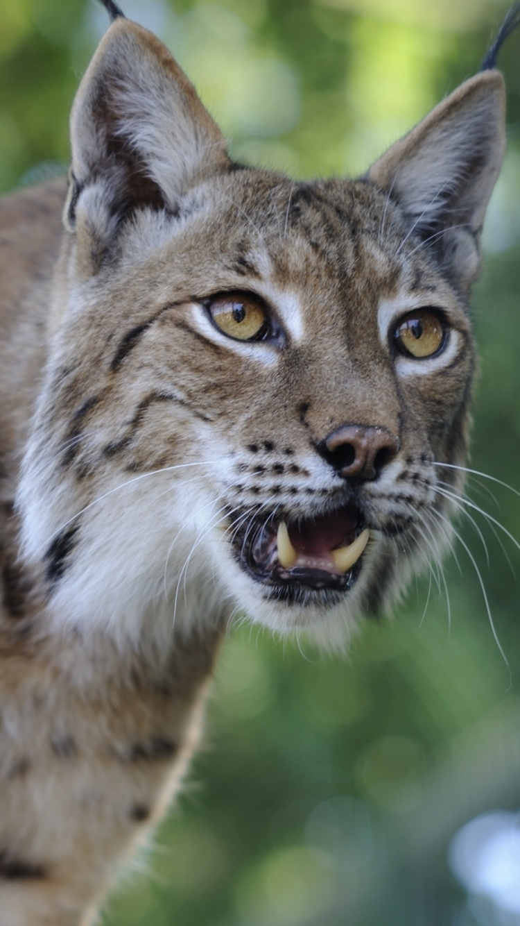 Braune Und Schwarze Katze Auf Braunem Ast Tagsüber. Wallpaper in 750x1334 Resolution