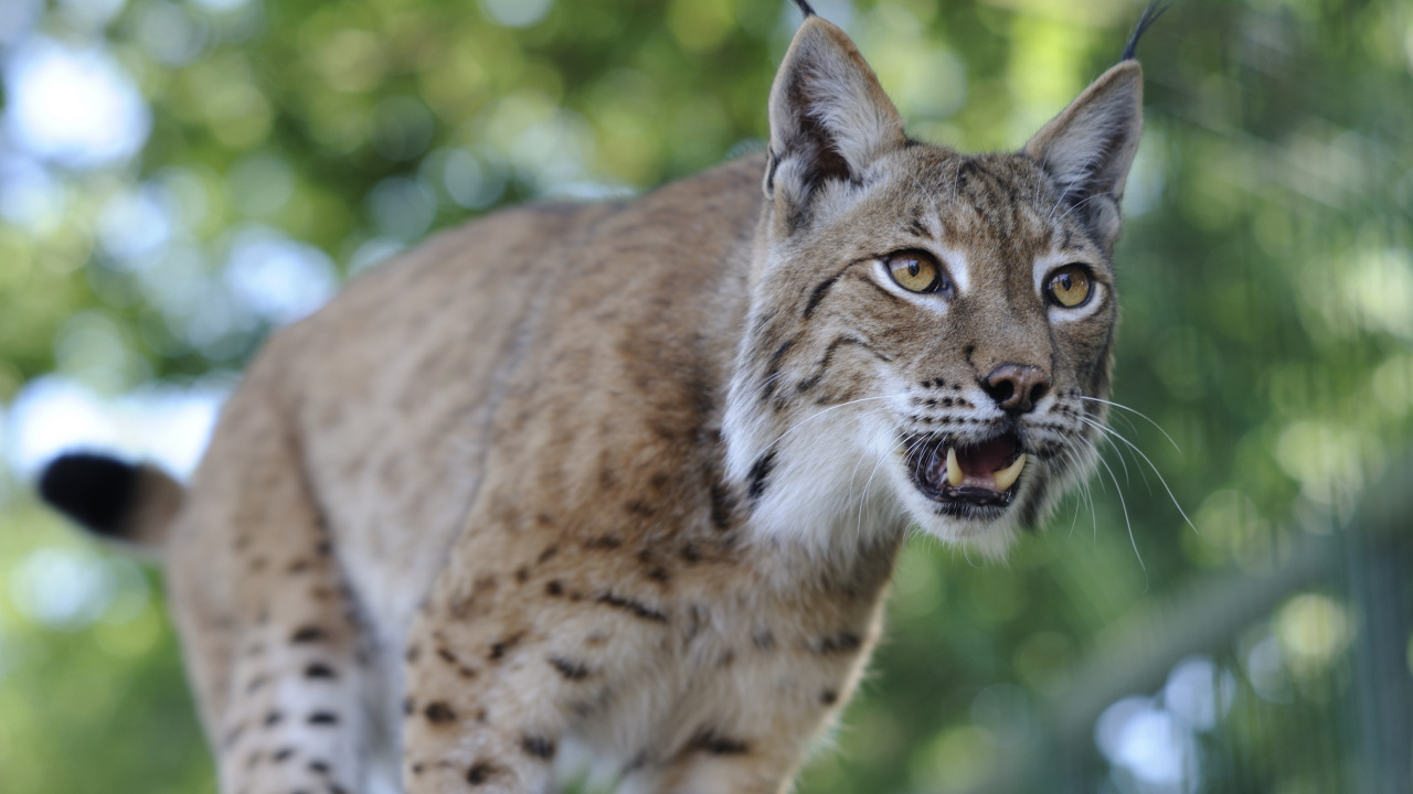 Brown and Black Cat on Brown Tree Branch During Daytime. Wallpaper in 1280x720 Resolution