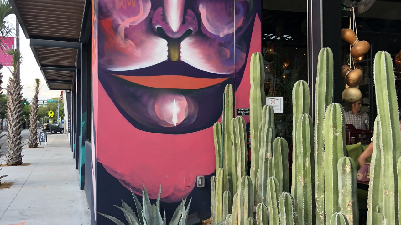 Miami, Art, Sciences, Biologie, Plante Terrestre. Wallpaper in 1280x720 Resolution