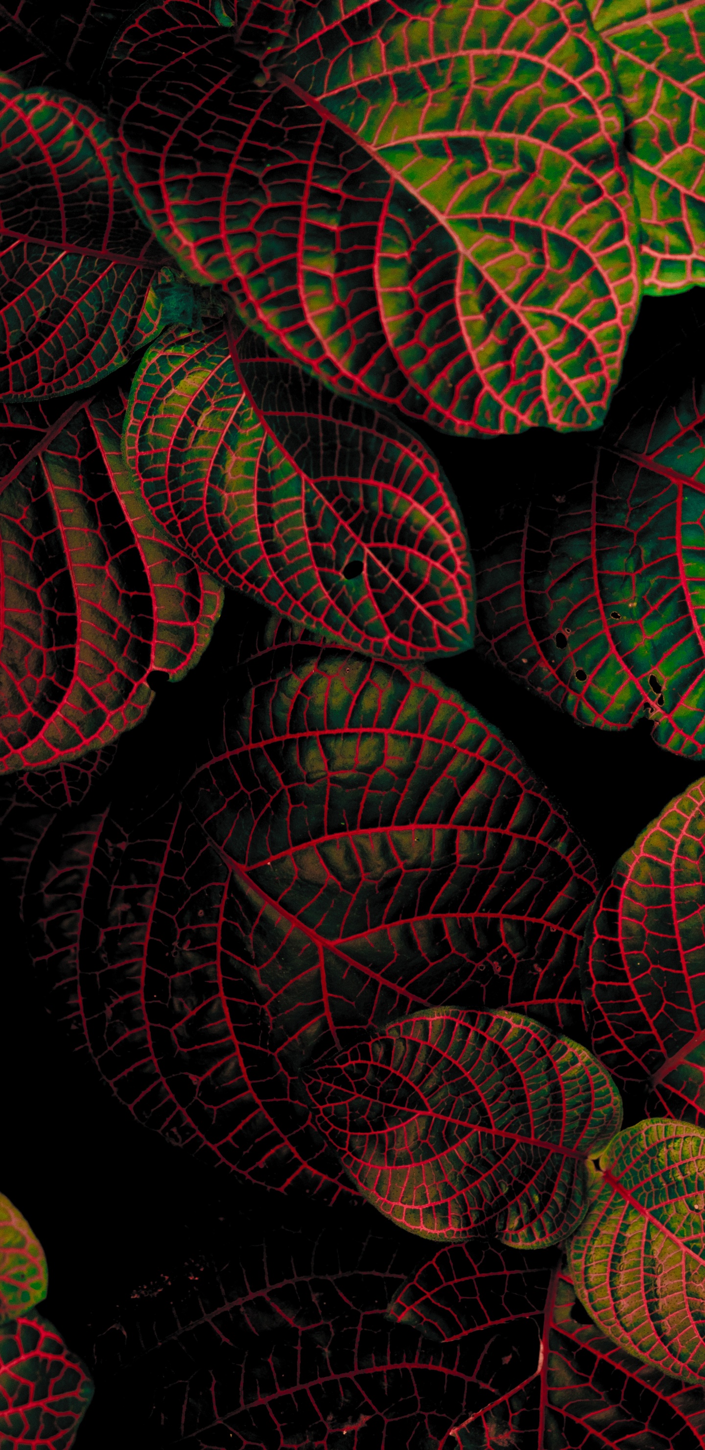 Red, Feuille, Art Fractal, Textile, la Pureté de la Couleur. Wallpaper in 1440x2960 Resolution