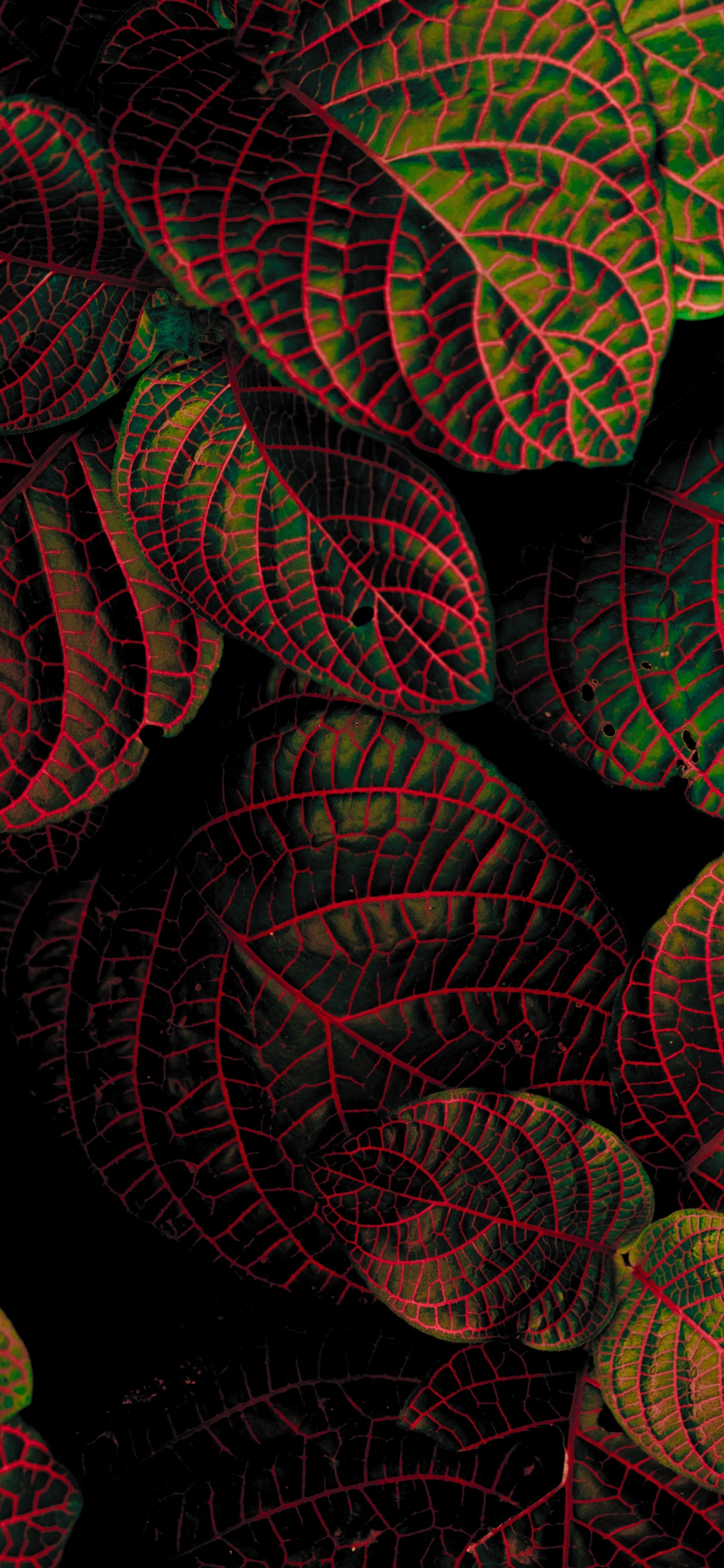 Blatt, Muster, Fraktale Kunst, Textil, Farbigkeit. Wallpaper in 1242x2688 Resolution