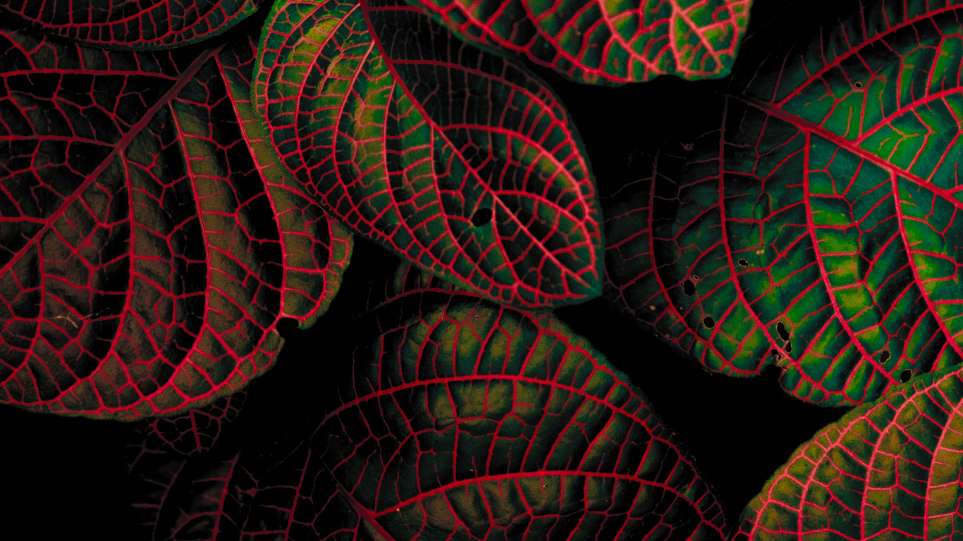 Red, Leaf, Pattern, Fractal Art, Textile. Wallpaper in 1366x768 Resolution