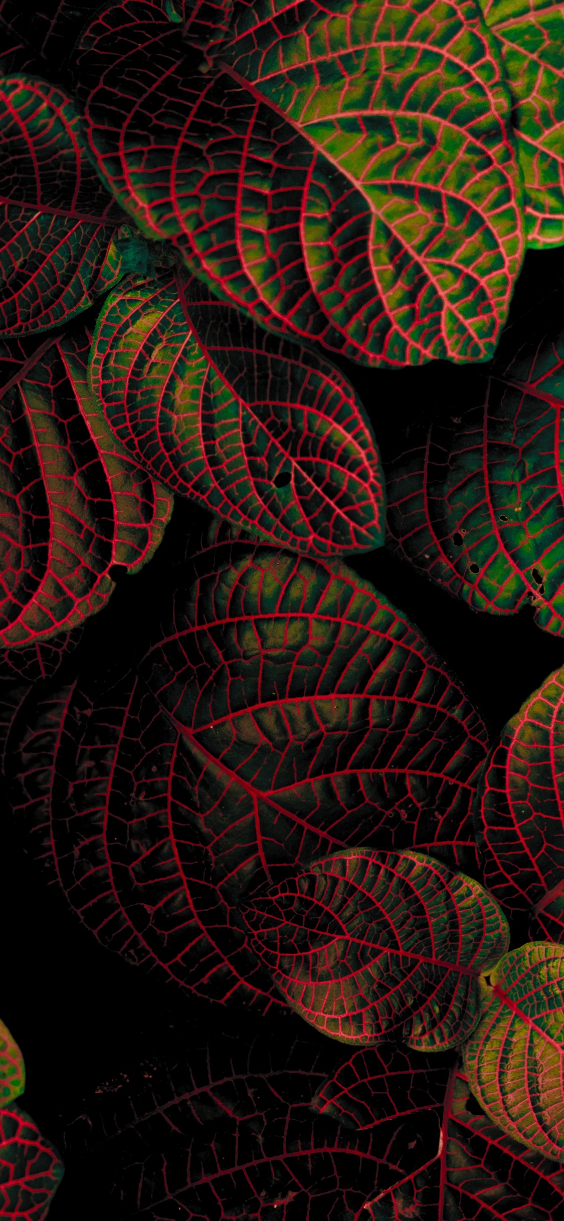 Rojo, Patrón, Arte Fractal, Textil, Simetría. Wallpaper in 1125x2436 Resolution