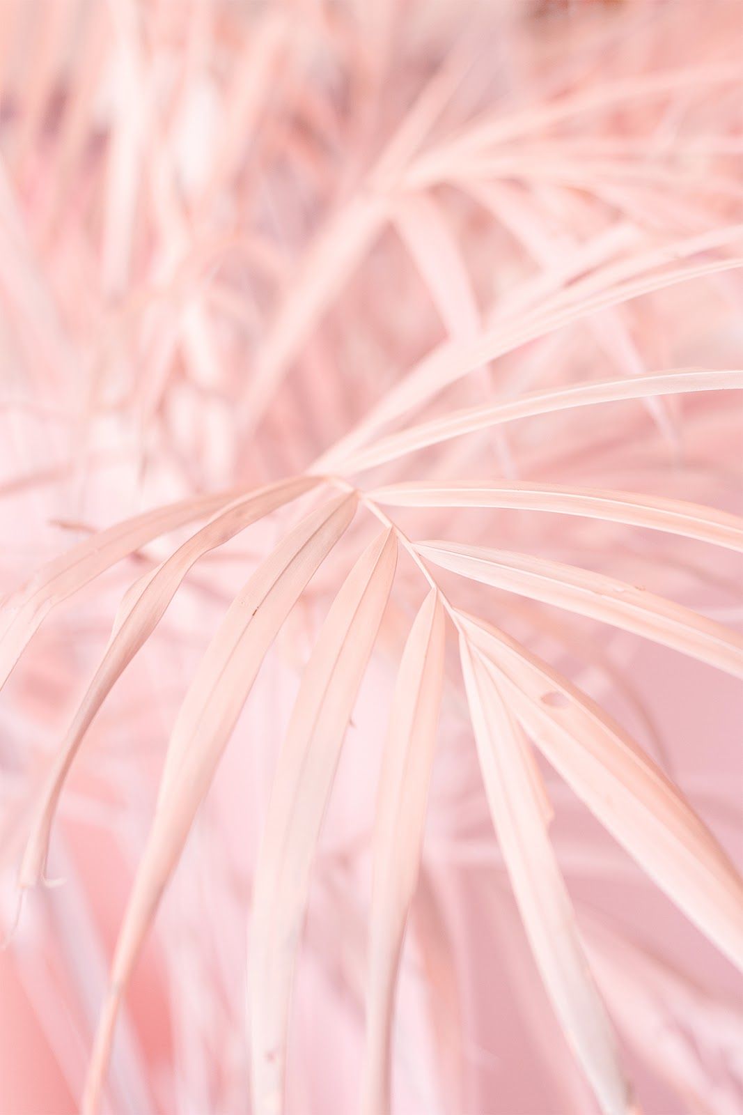 pink wallpaper with white trees