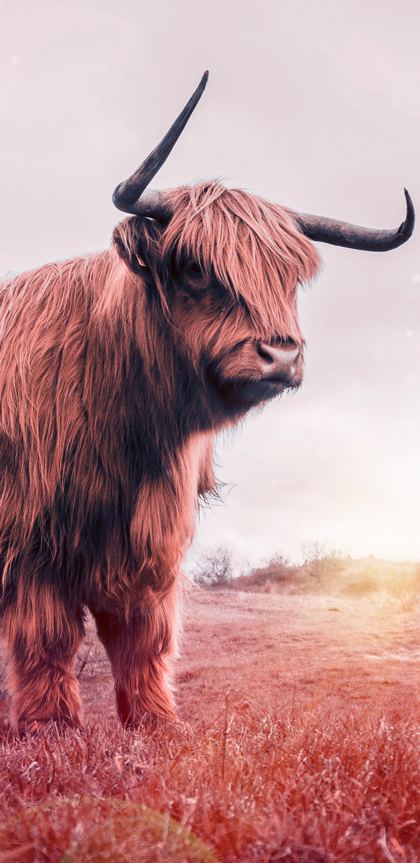 Frau im Weißen Hemd Neben Braunem Yak. Wallpaper in 1440x2960 Resolution