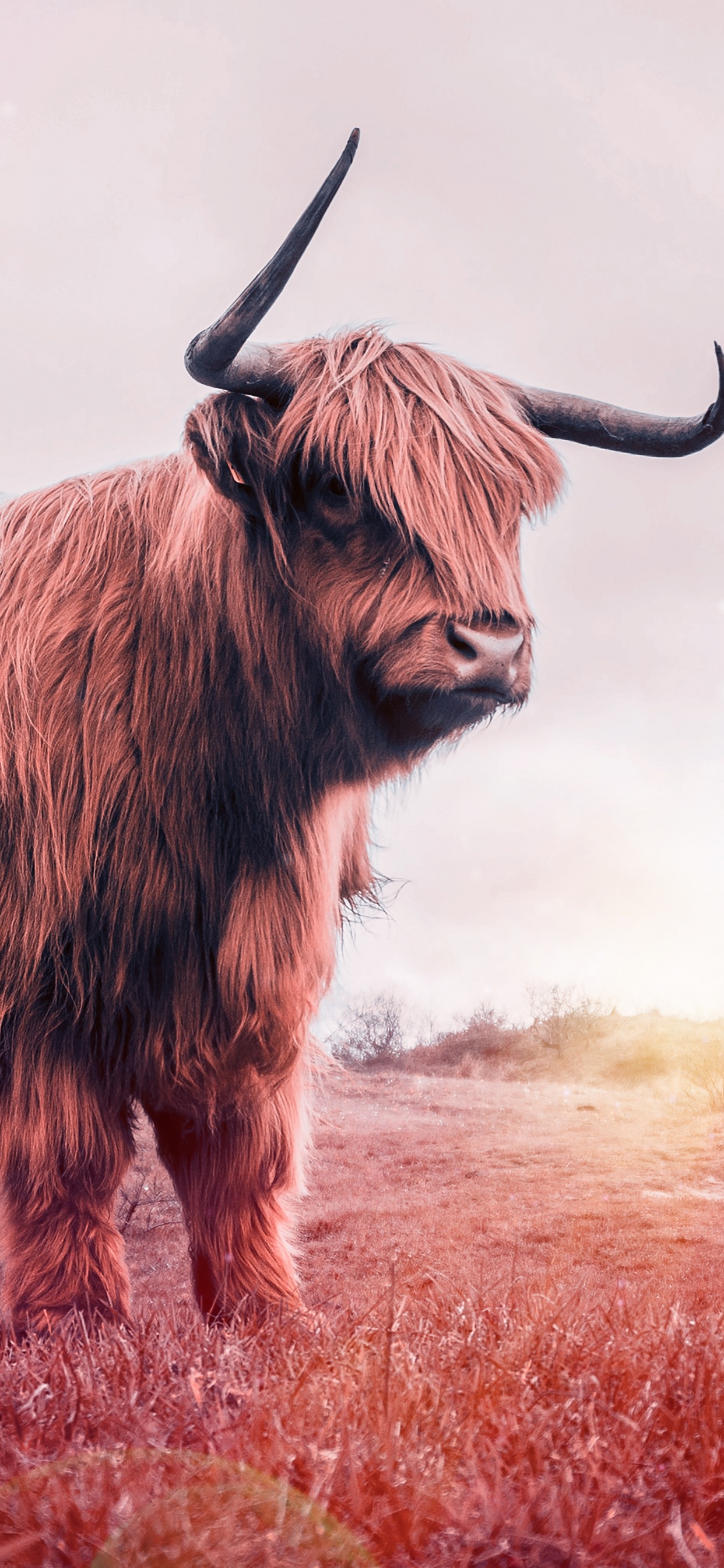 Mujer Con Camisa Blanca de Pie Junto al Yak Marrón. Wallpaper in 1242x2688 Resolution