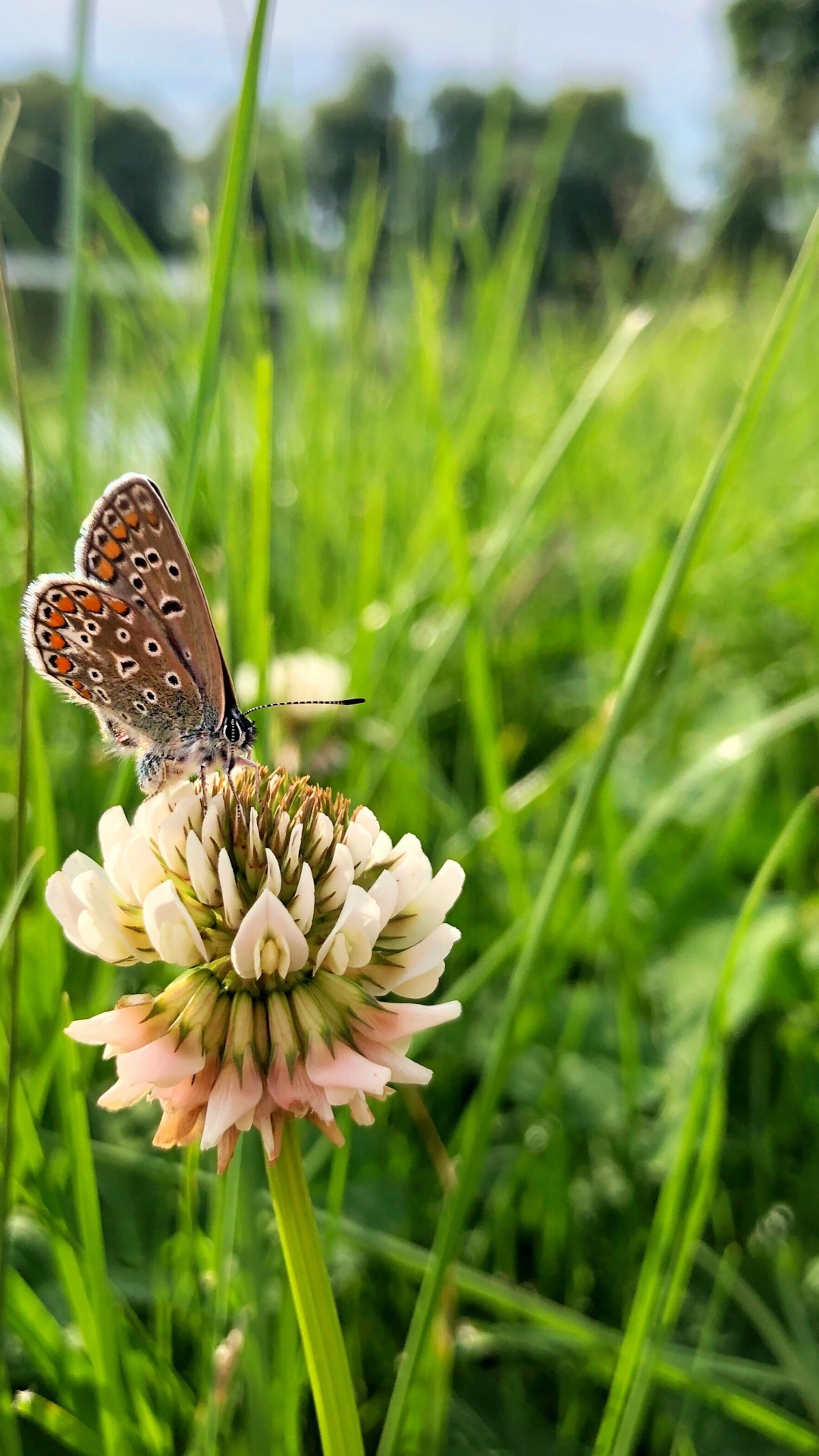 Flora, Invertebrate, Insect, Arthropod, Pollinator. Wallpaper in 1080x1920 Resolution
