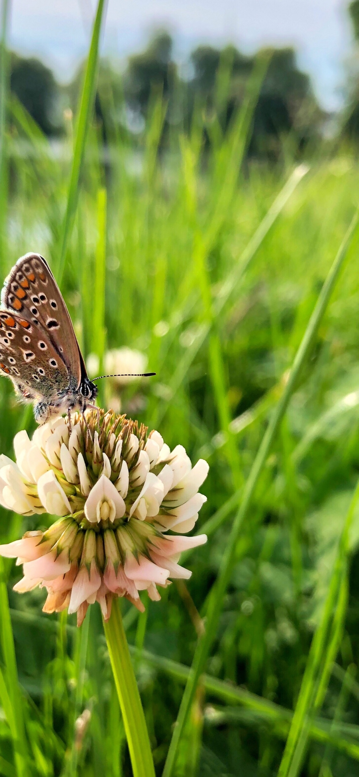 Flora, Invertebrate, Insect, Arthropod, Pollinator. Wallpaper in 1242x2688 Resolution