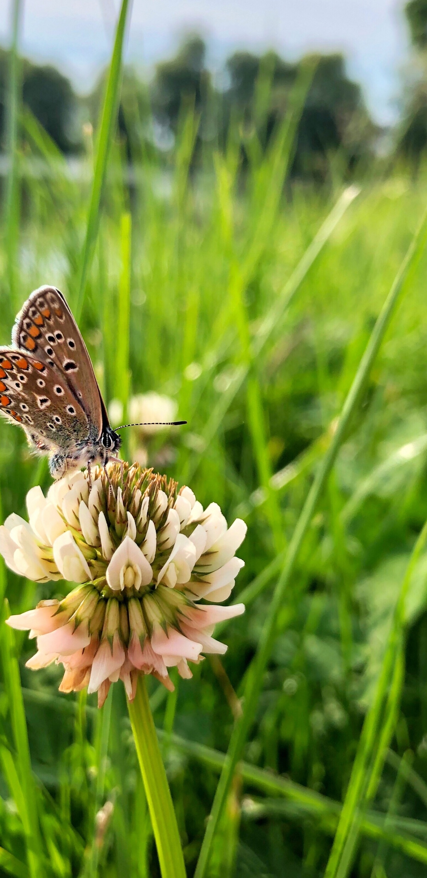 Flora, Invertebrate, Insect, Arthropod, Pollinator. Wallpaper in 1440x2960 Resolution