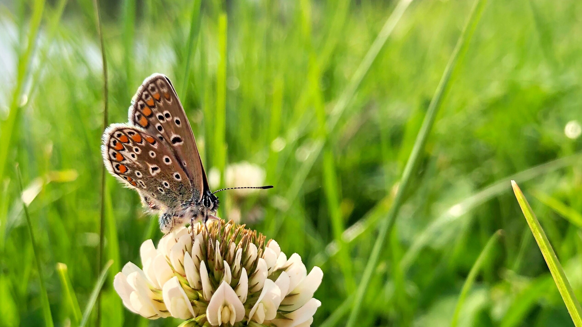 Flore, Insecte, Les Arthropodes, Pollinisateurs, Les Papillons et Les Papillons. Wallpaper in 1920x1080 Resolution