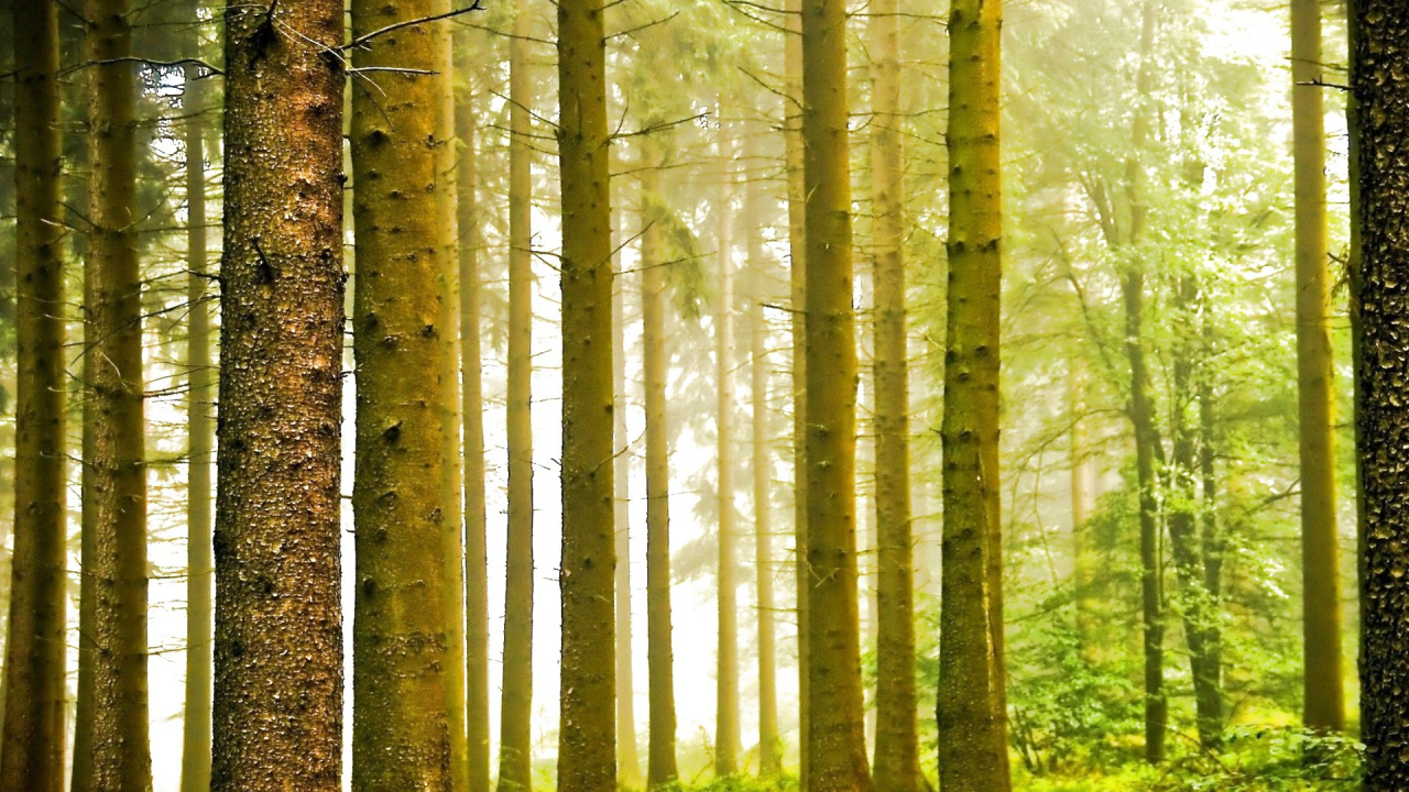 Arbres Bruns Sur Terrain D'herbe Verte Pendant la Journée. Wallpaper in 1280x720 Resolution