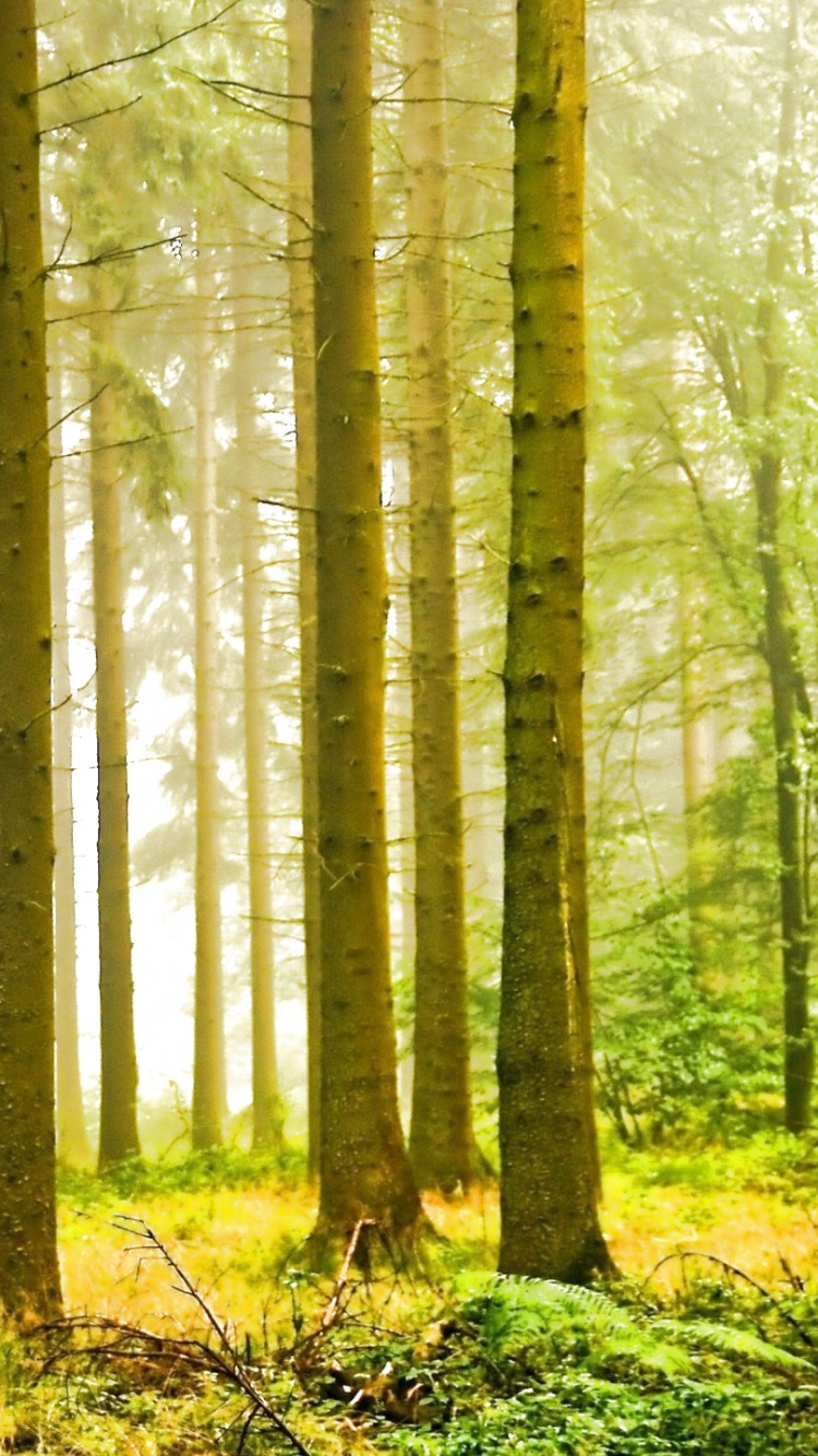 Arbres Bruns Sur Terrain D'herbe Verte Pendant la Journée. Wallpaper in 750x1334 Resolution