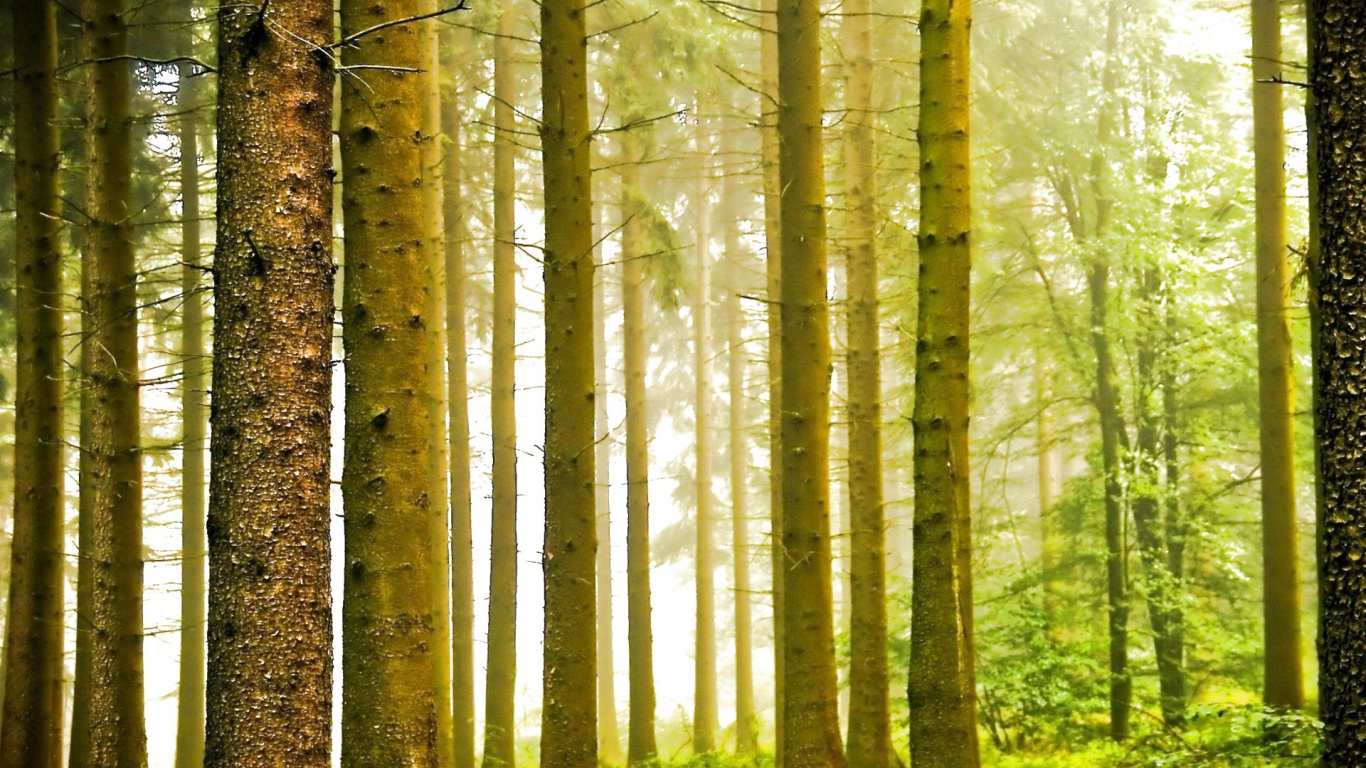 Braune Bäume Auf Grünem Grasfeld Tagsüber. Wallpaper in 1366x768 Resolution